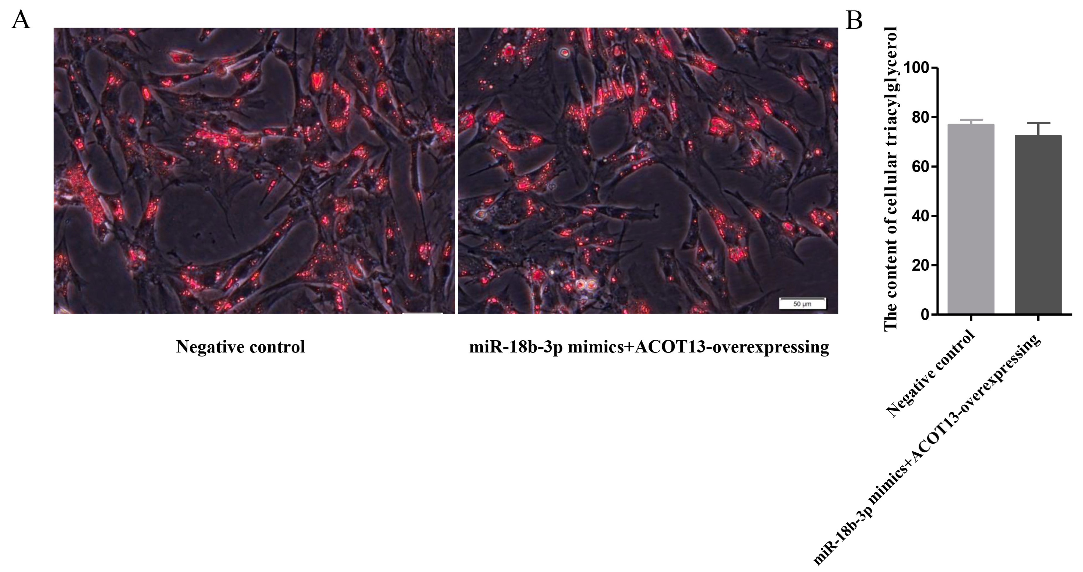 Cells 08 00556 g008 Cells 08 00556 g008