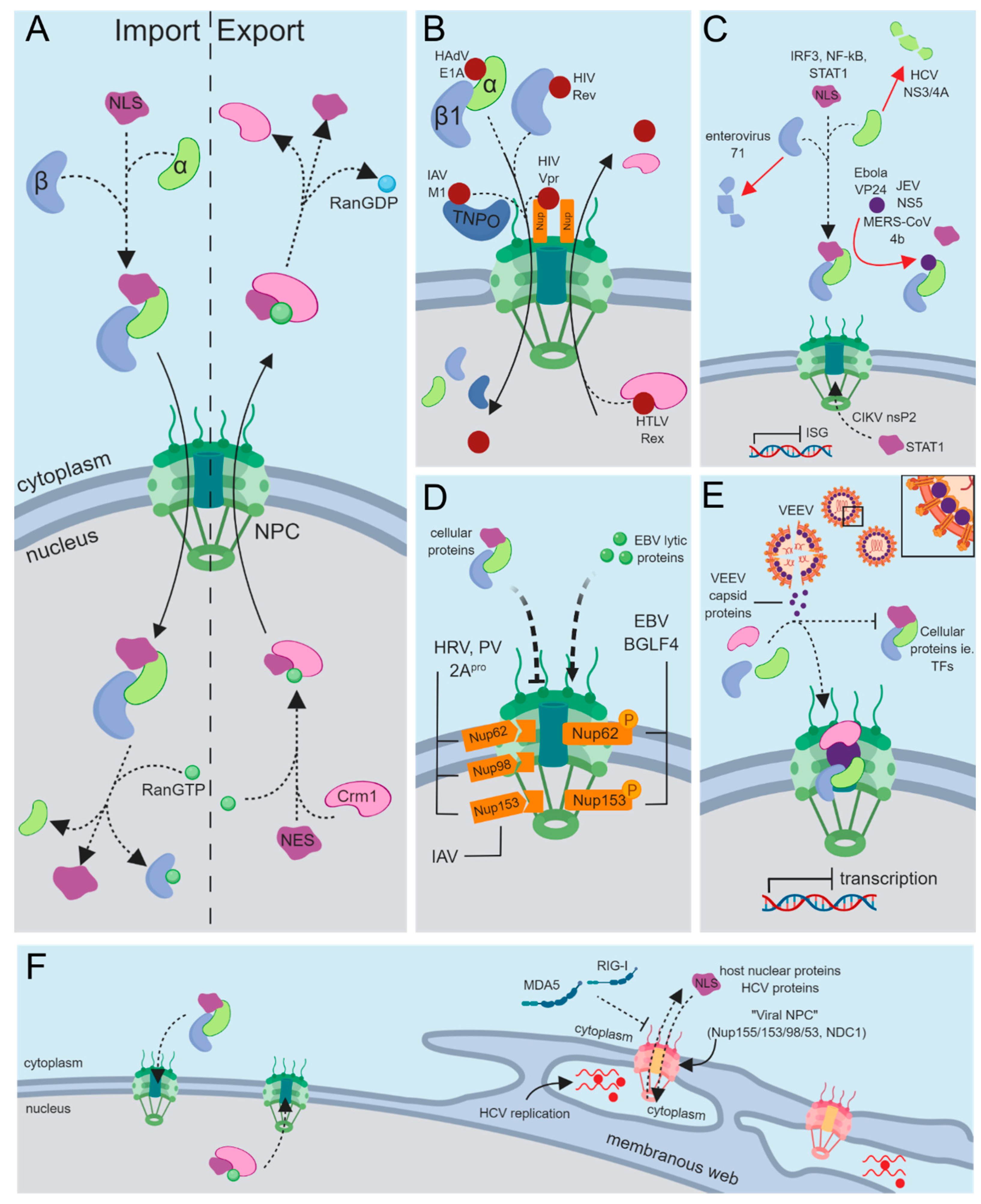 Hypericin Biosynthesis In Hypericum Hookerianum Wight And Arn Investigation On Biochemical Pathways Using Metabolite Inhibitors And Suppression Subtractive Hybridization Sciencedirect