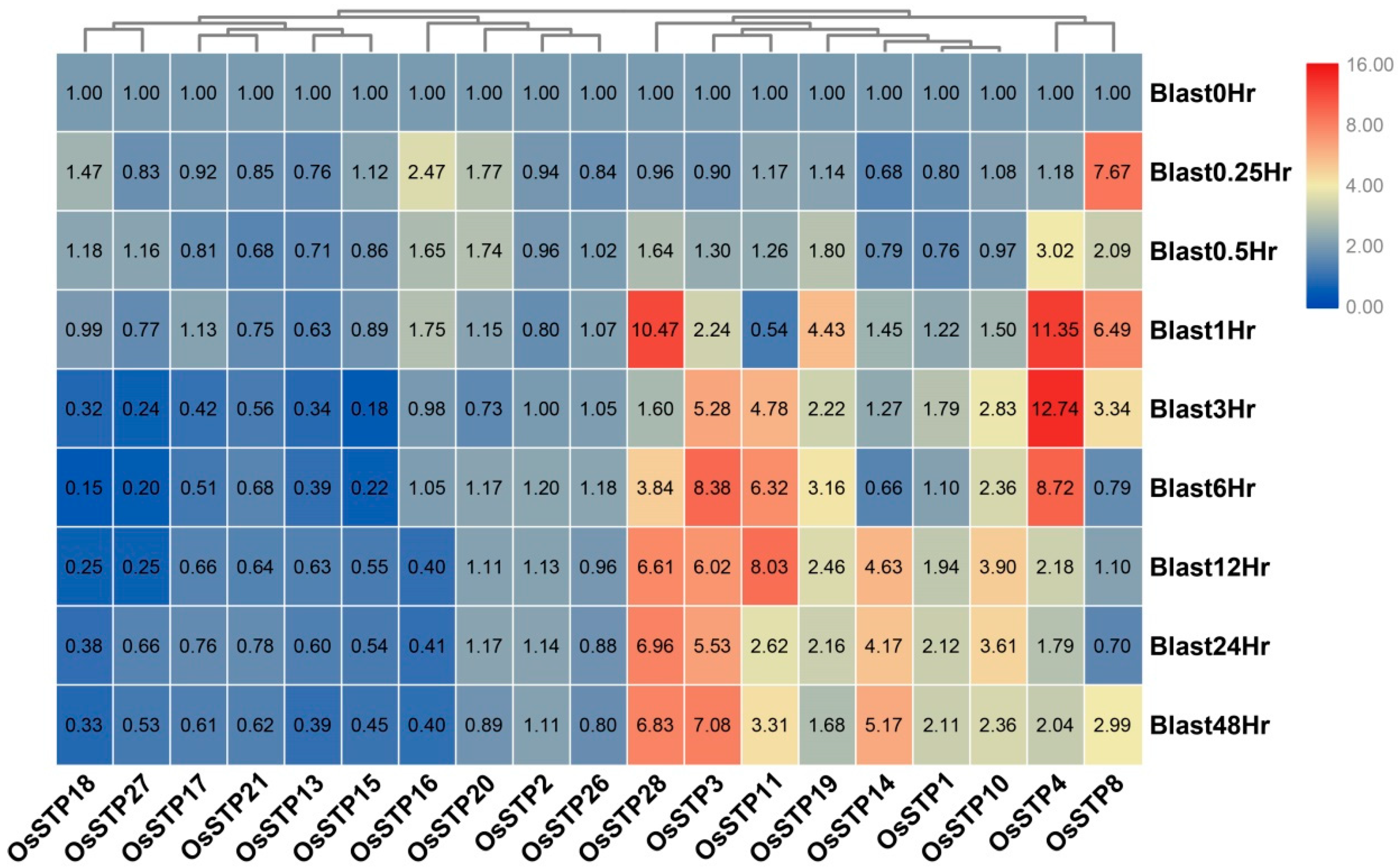 Cells 08 00560 g006 Cells 08 00560 g006
