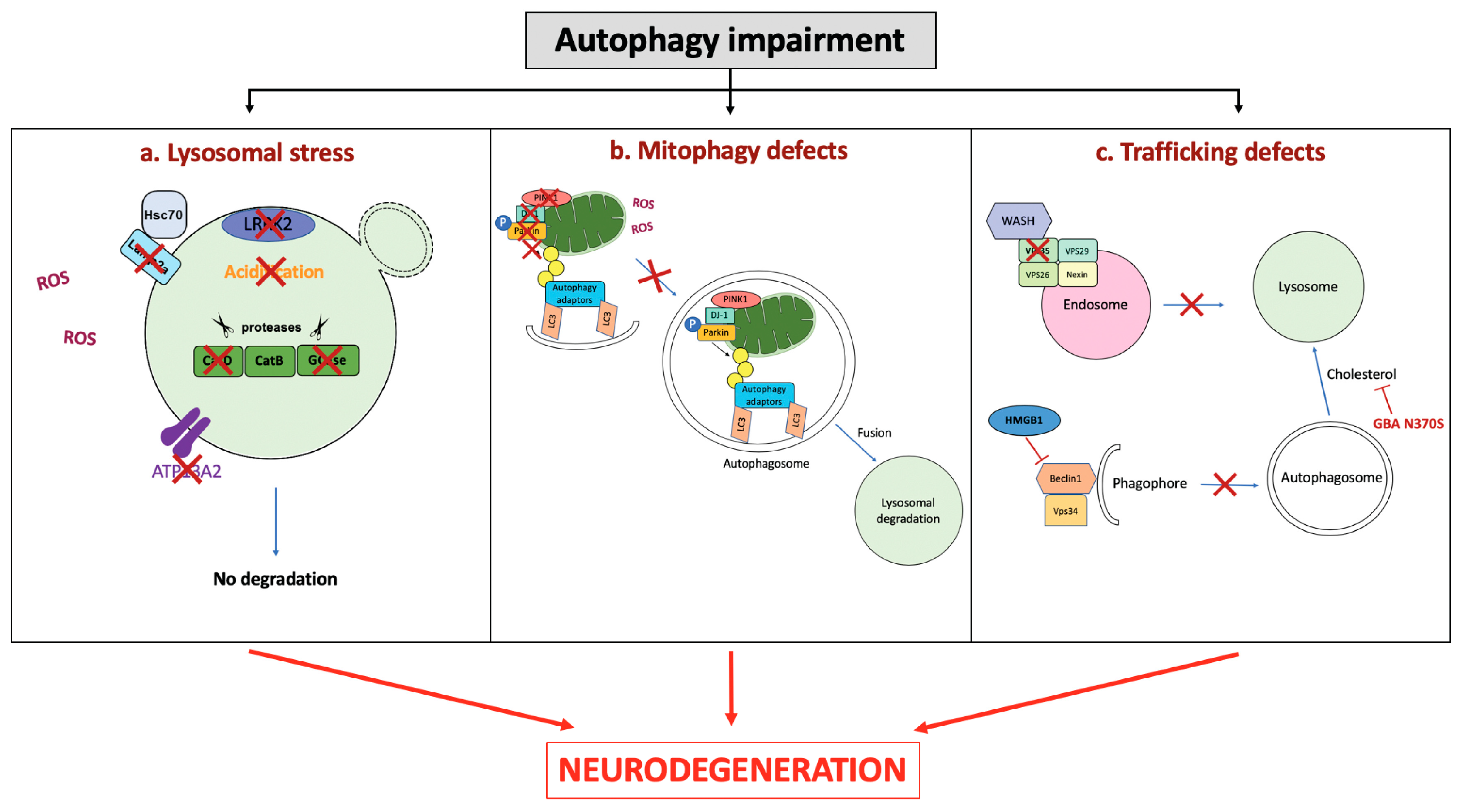 Cells 08 00565 g002 Cells 08 00565 g002