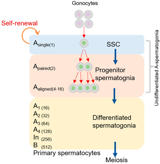 Recent Research Advances in Mitosis during Mammalian Recent Research Advances in Mitosis during Mammalian