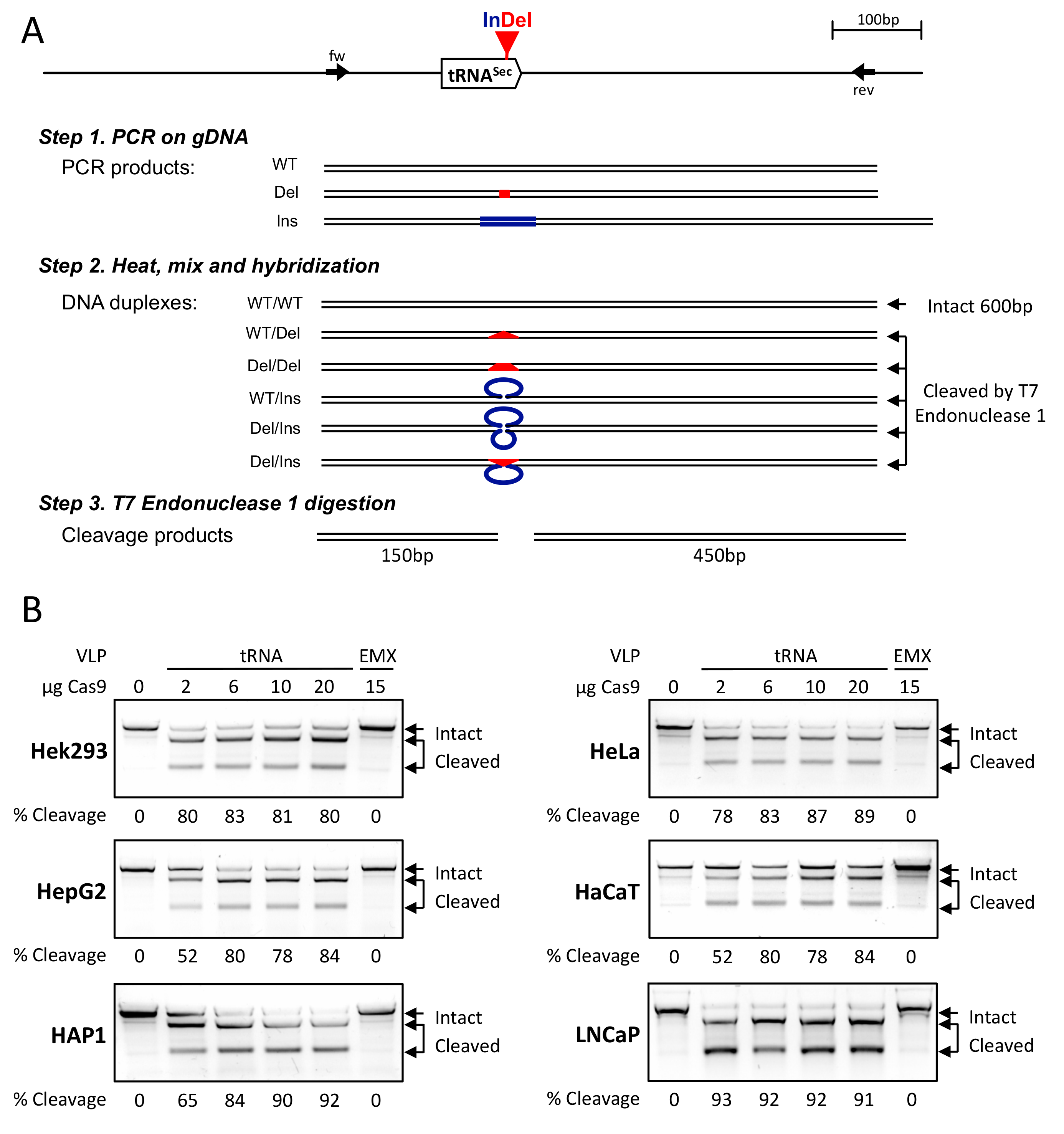 Cells 08 00574 g003