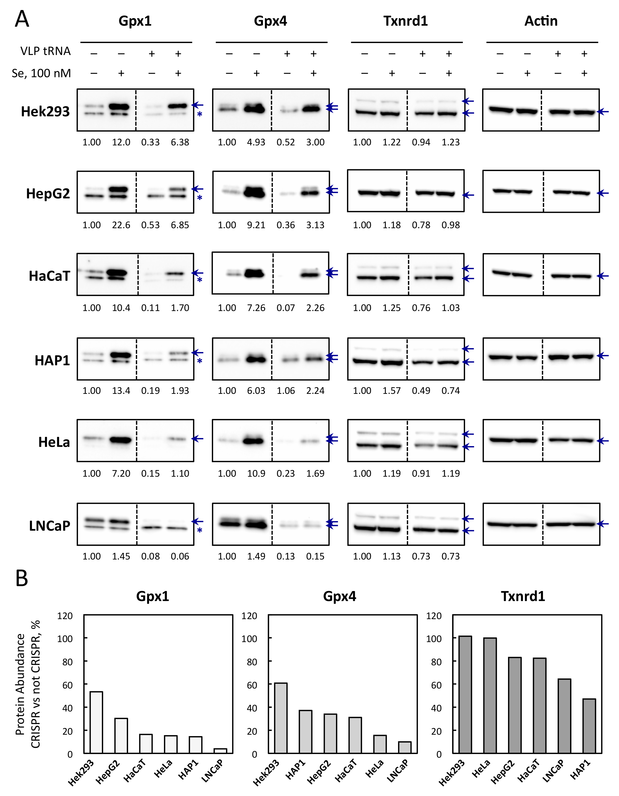 Cells 08 00574 g007