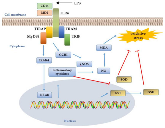 Roles of Toll-Like Receptors in Nitroxidative Stress in Mammals