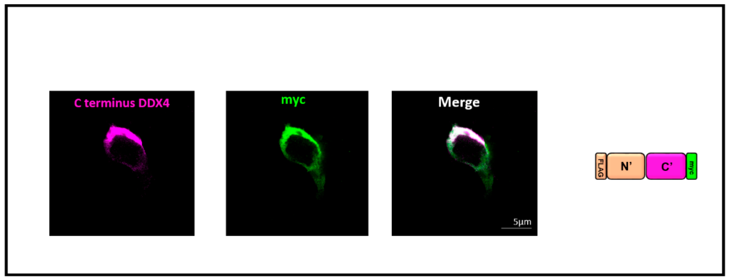 Cells 08 00578 g004 Cells 08 00578 g004