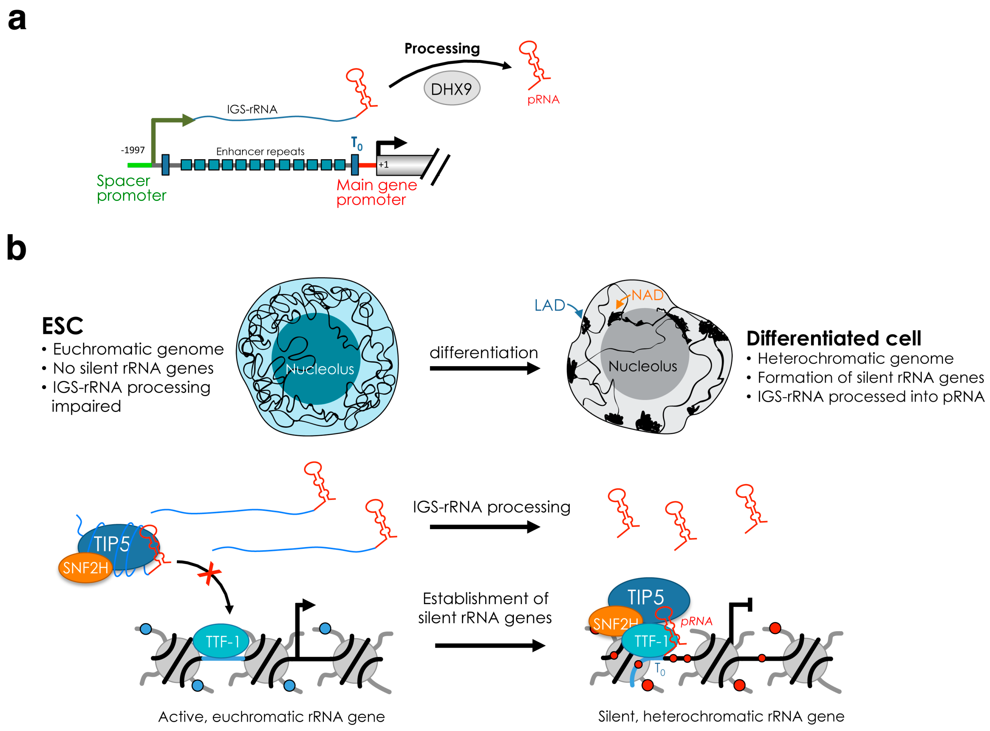 Cells Free Full Text Genome Organization In And Around The Nucleolus Html