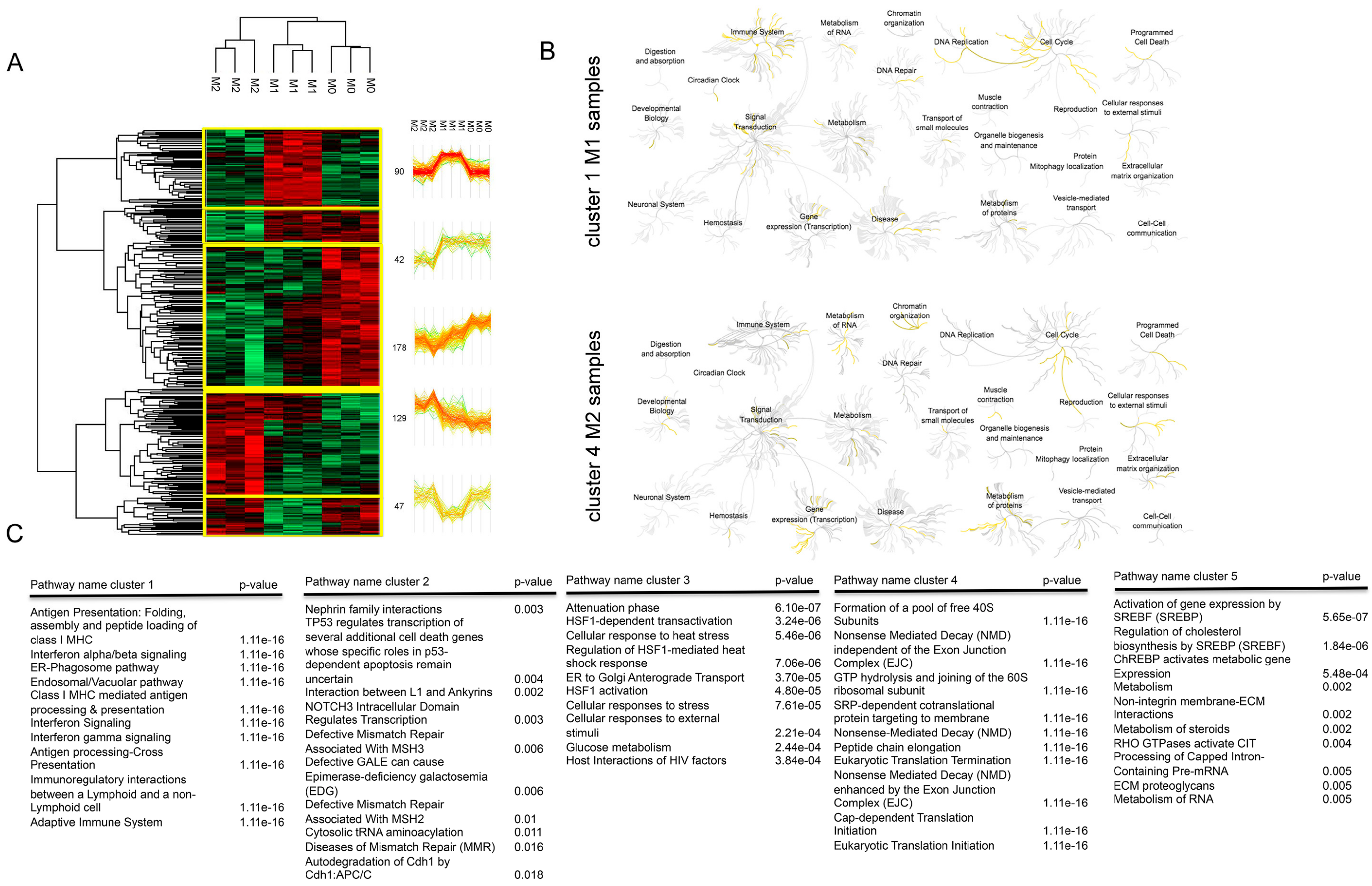 Cells 08 00580 g003 Cells 08 00580 g003