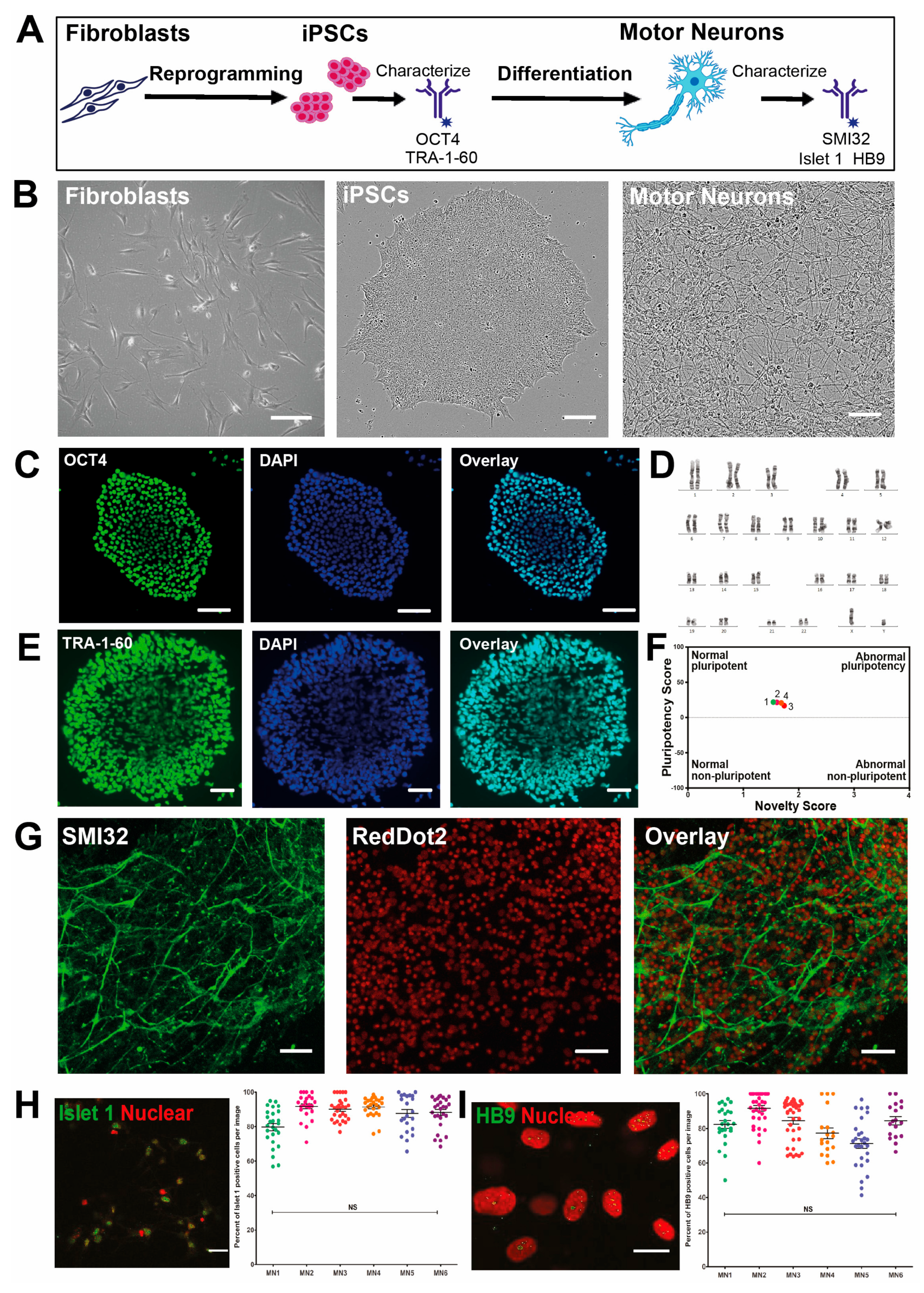 Cells 08 00581 g001