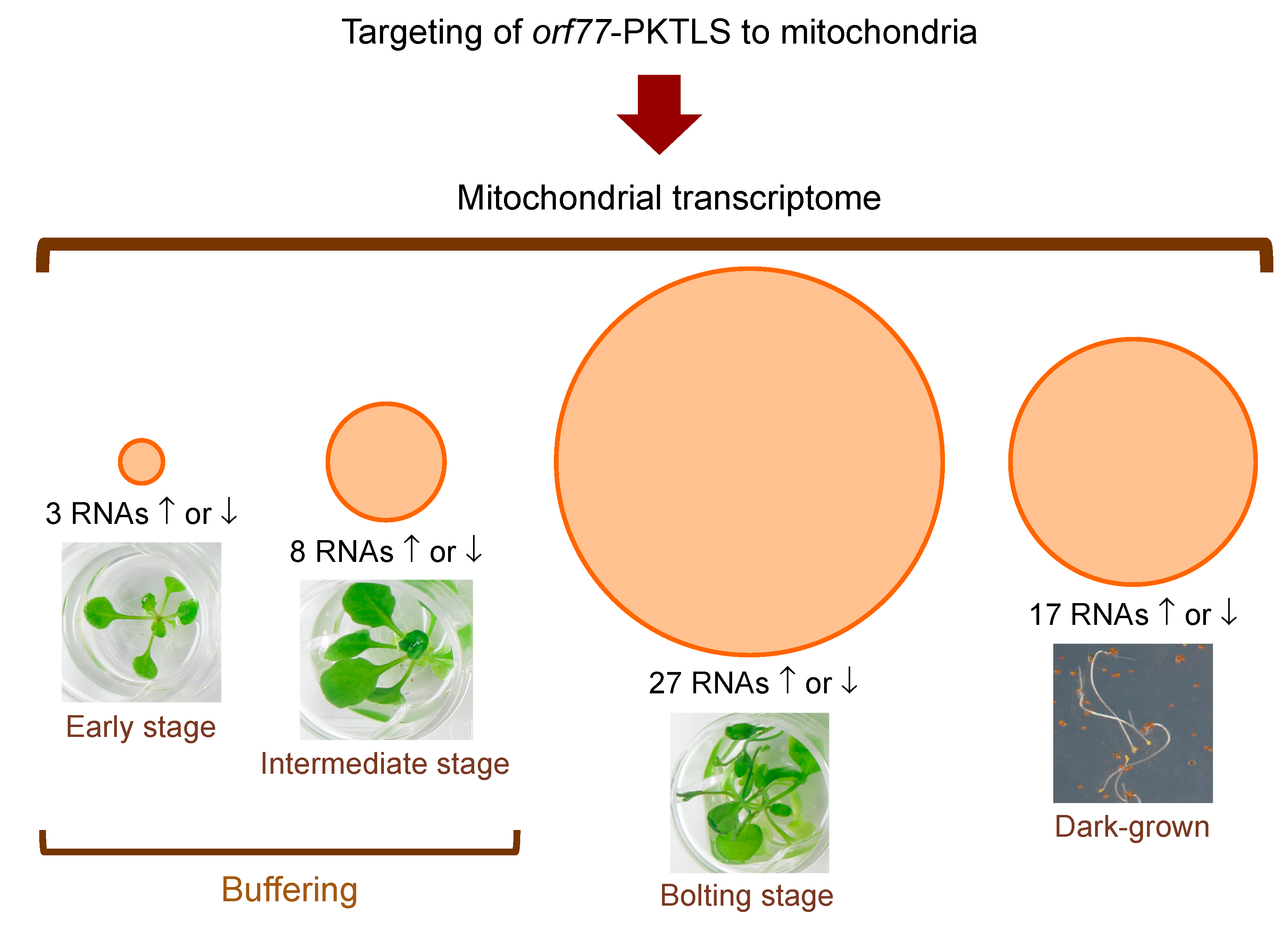 Cells 08 00583 g005 Cells 08 00583 g005