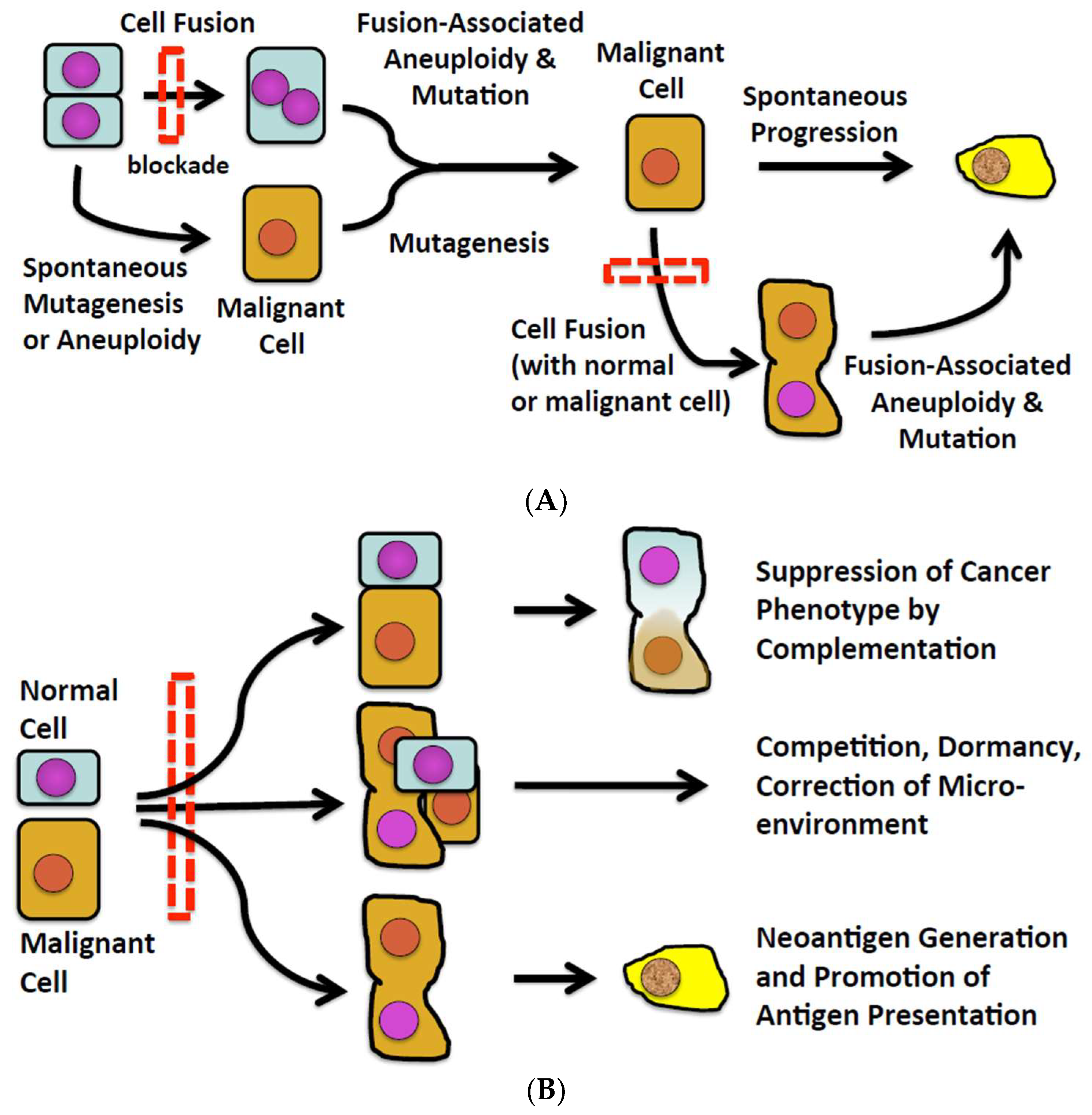 Cells 08 00587 g001