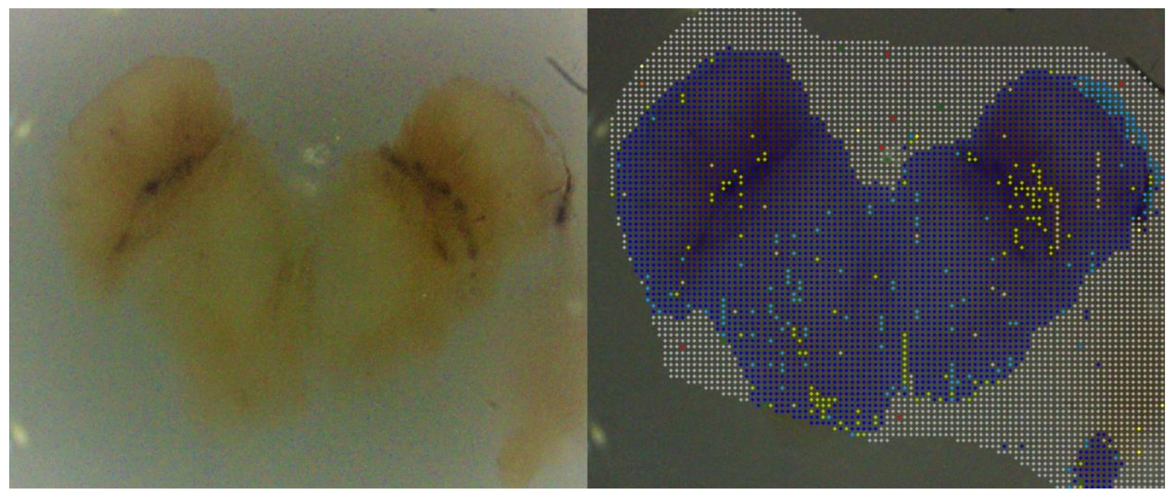 Cells 08 00592 g005 550