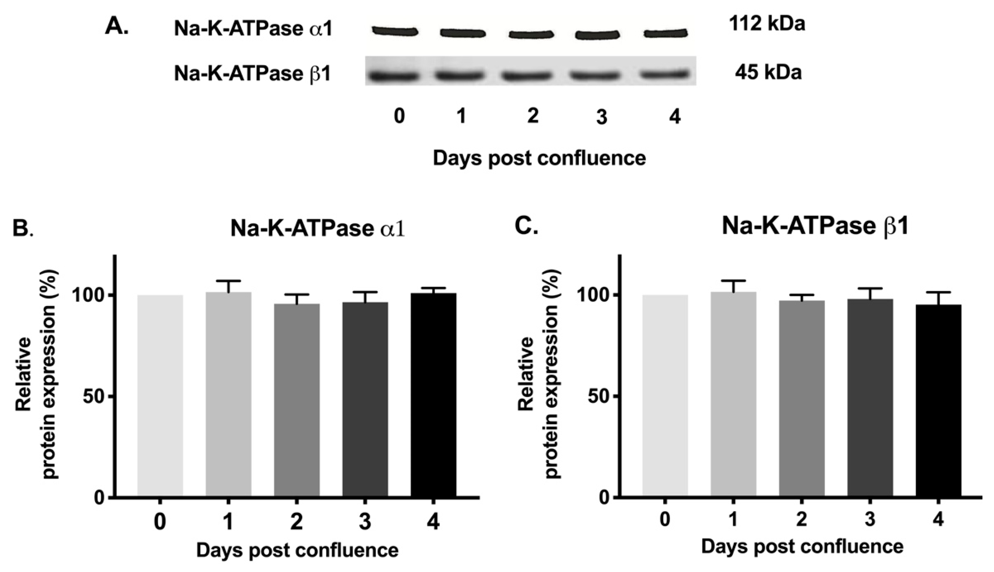 Cells 08 00593 g007 Cells 08 00593 g007