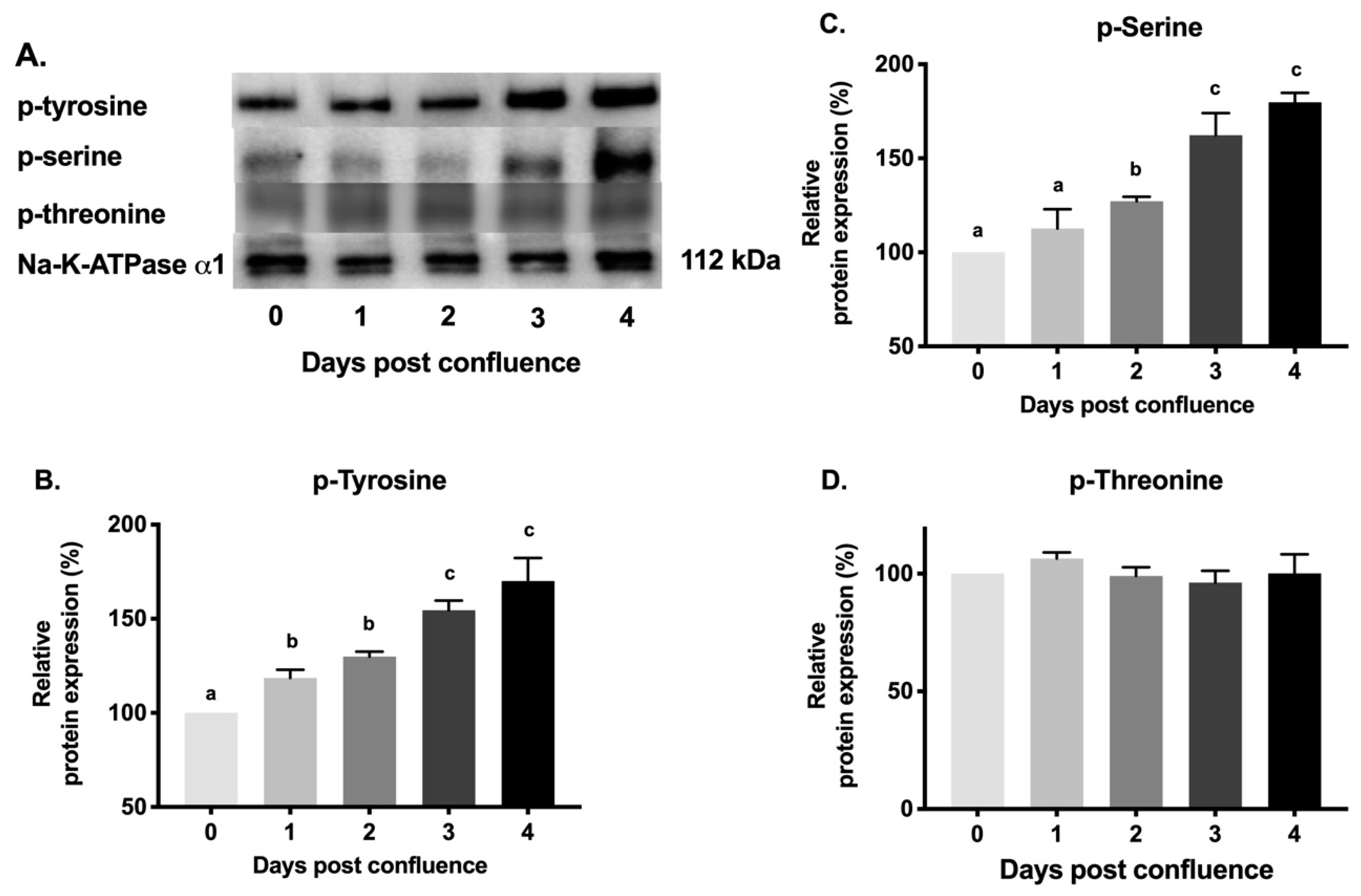 Cells 08 00593 g008 Cells 08 00593 g008