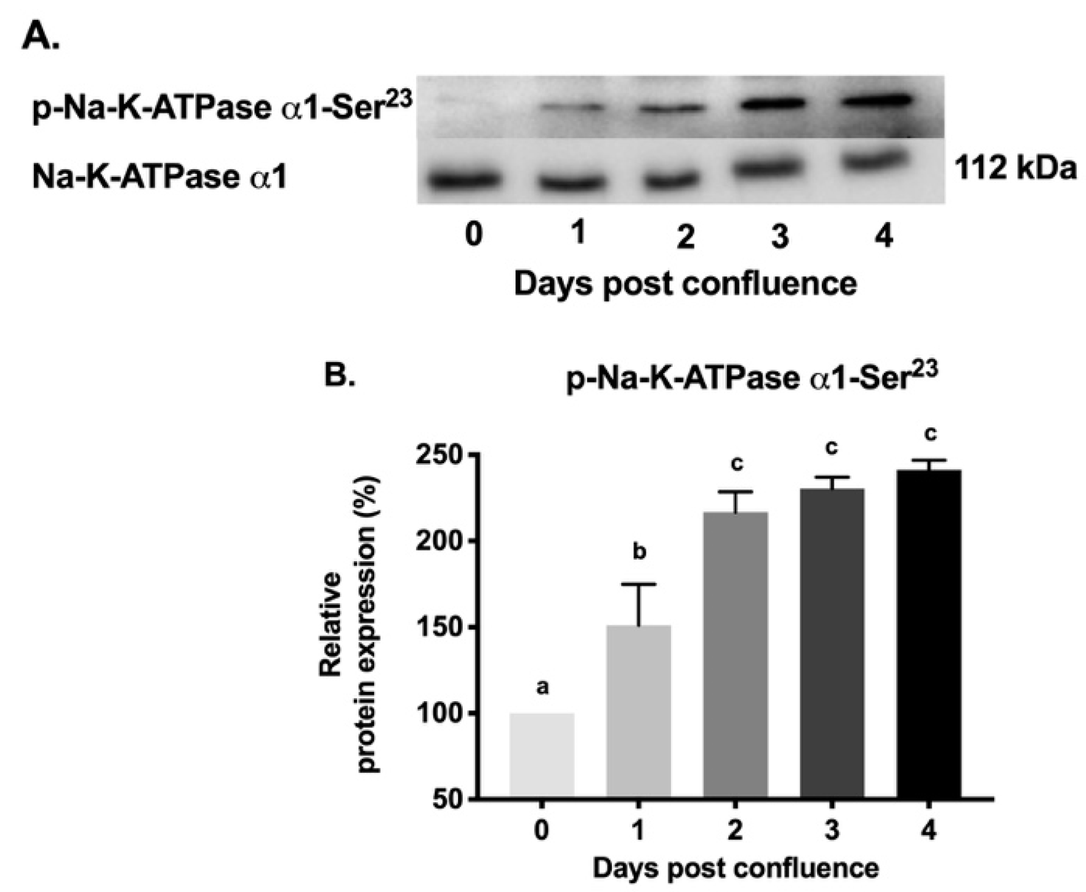 Cells 08 00593 g009 Cells 08 00593 g009