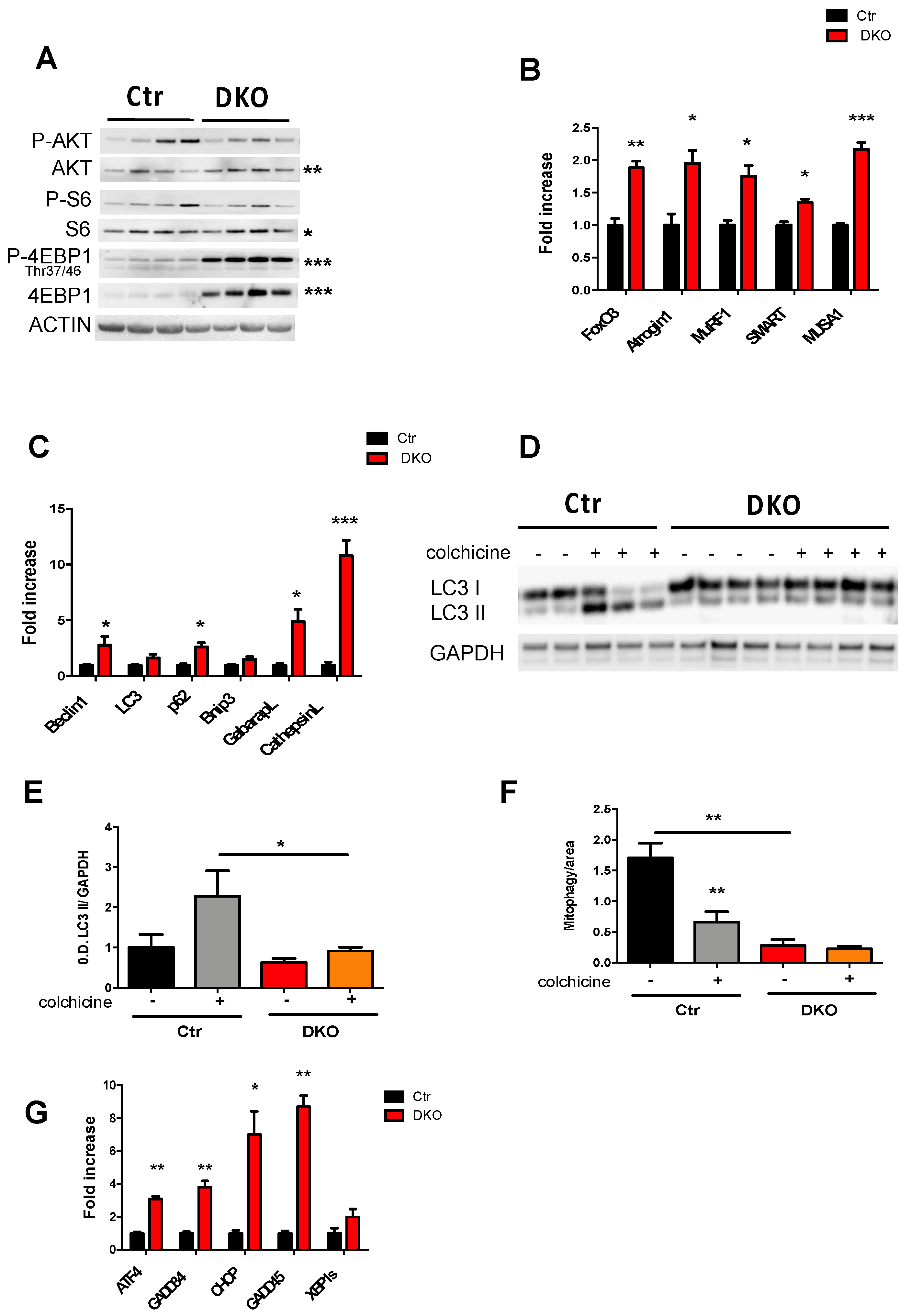 Cells 08 00597 g003 Cells | Free Full-Text | Inhibition of the Fission Machinery ...