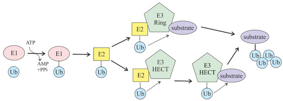 Involvement of E3 Ligases and Deubiquitinases in the Control
