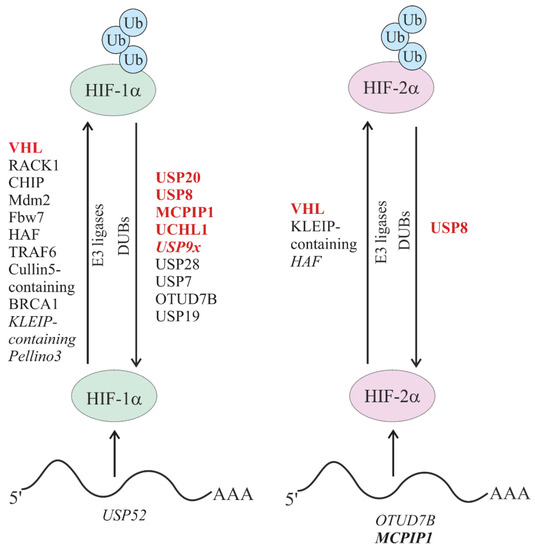 Involvement of E3 Ligases and Deubiquitinases in the Control