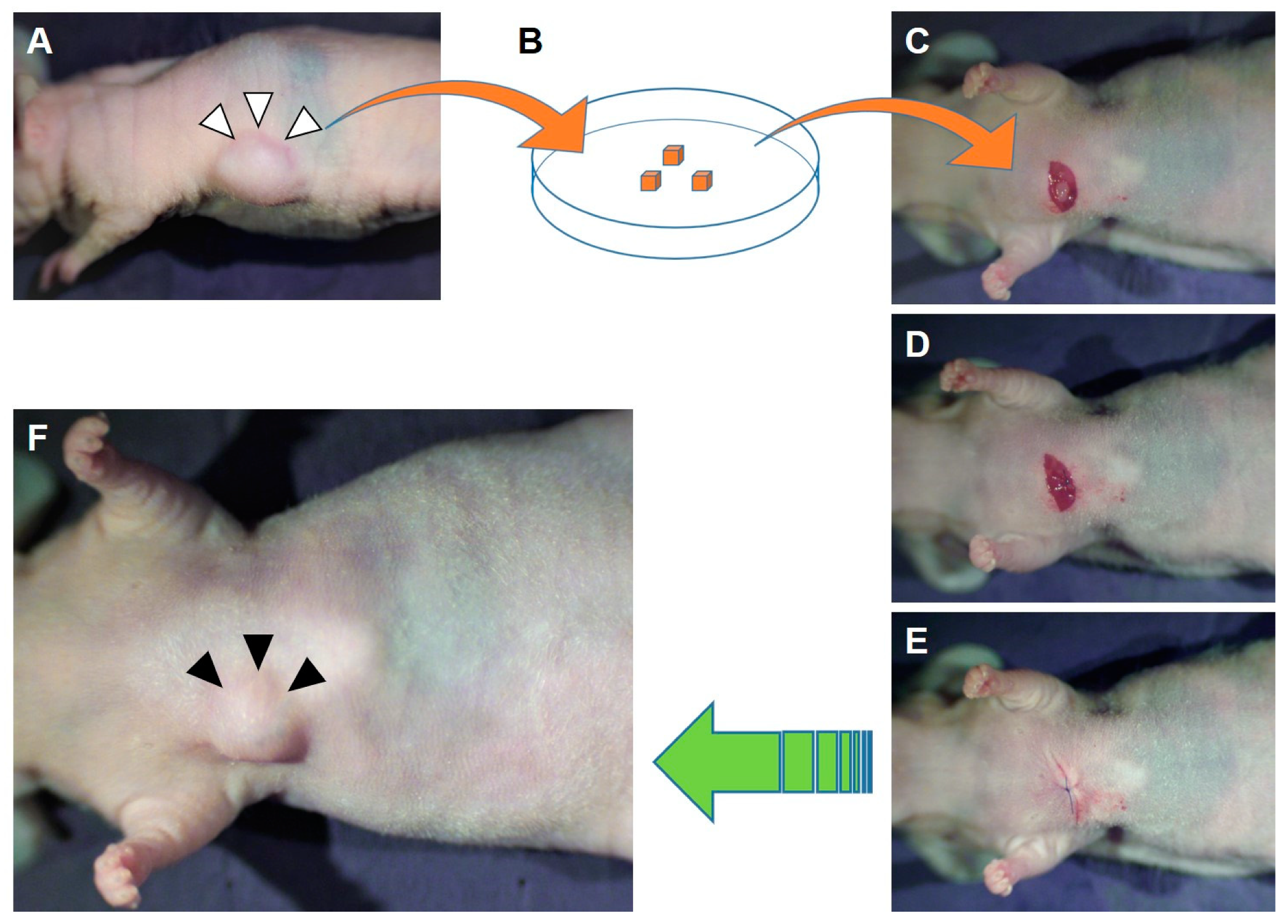 Cells 08 00599 g001 Cells 08 00599 g001