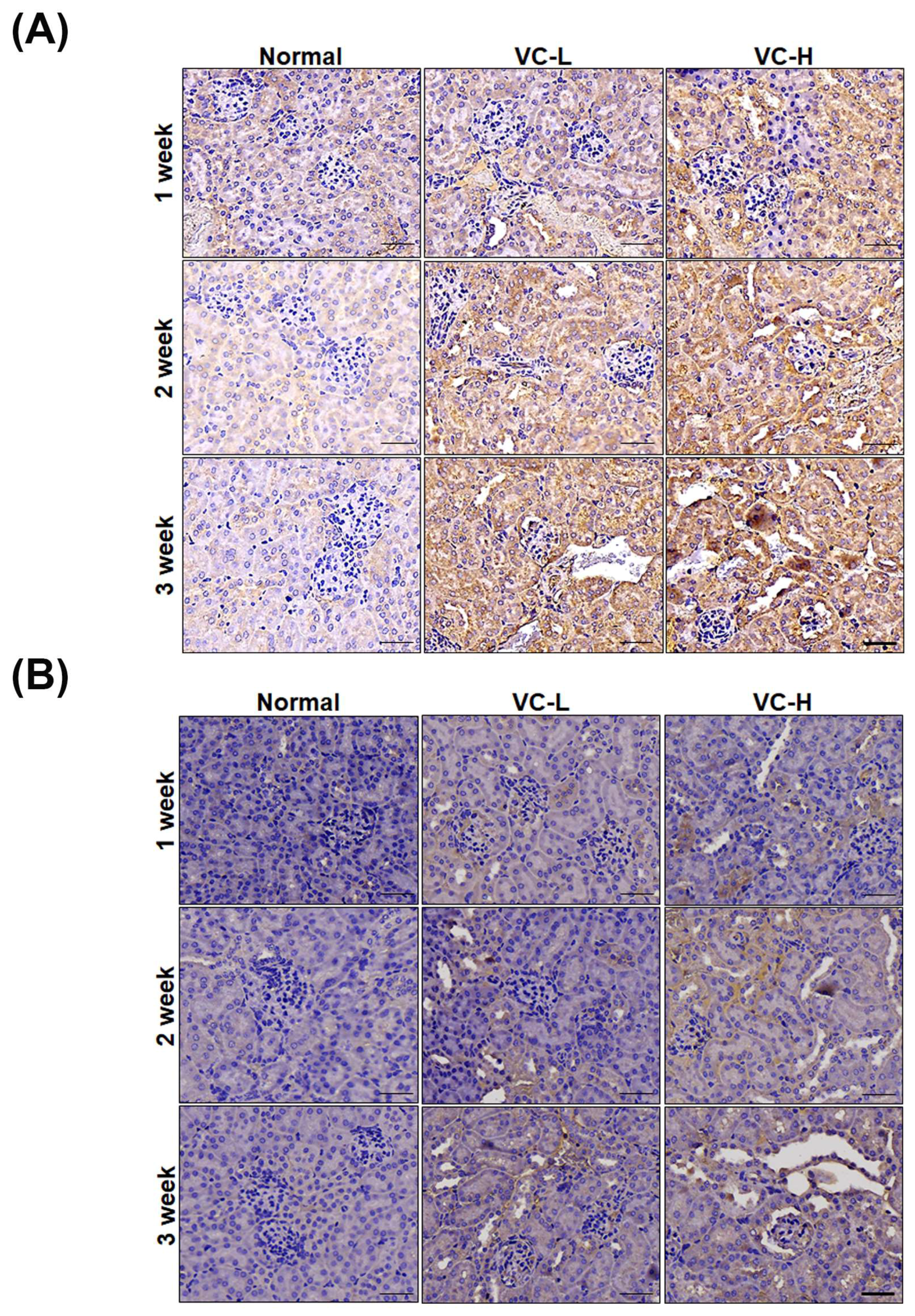 Cells 08 00601 g005a