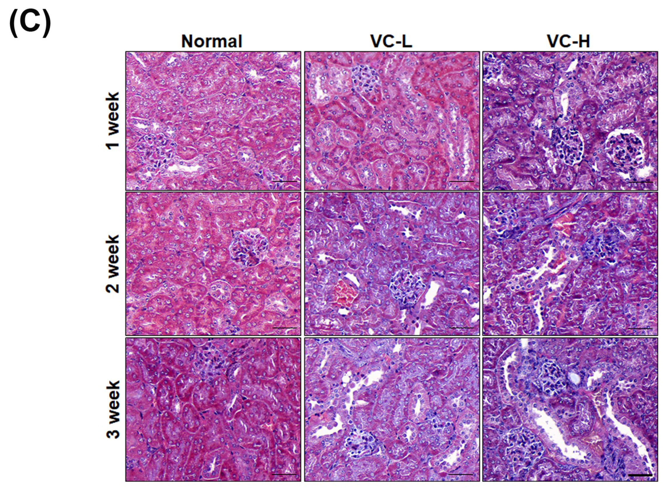 Cells 08 00601 g005b