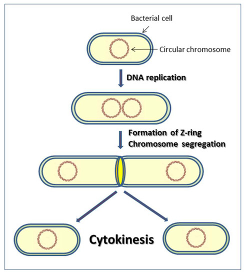 Cells | Free Full-Text | The Cell Wall Hydrolytic NlpC/P60 Endopeptidases  in Mycobacterial Cytokinesis: A Structural Perspective