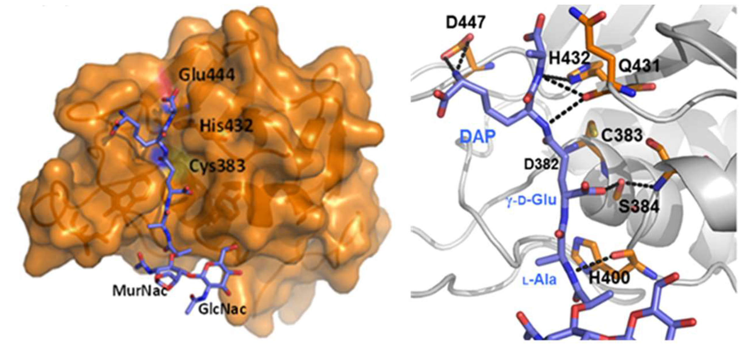 Cells 08 00609 g005 Cells 08 00609 g005