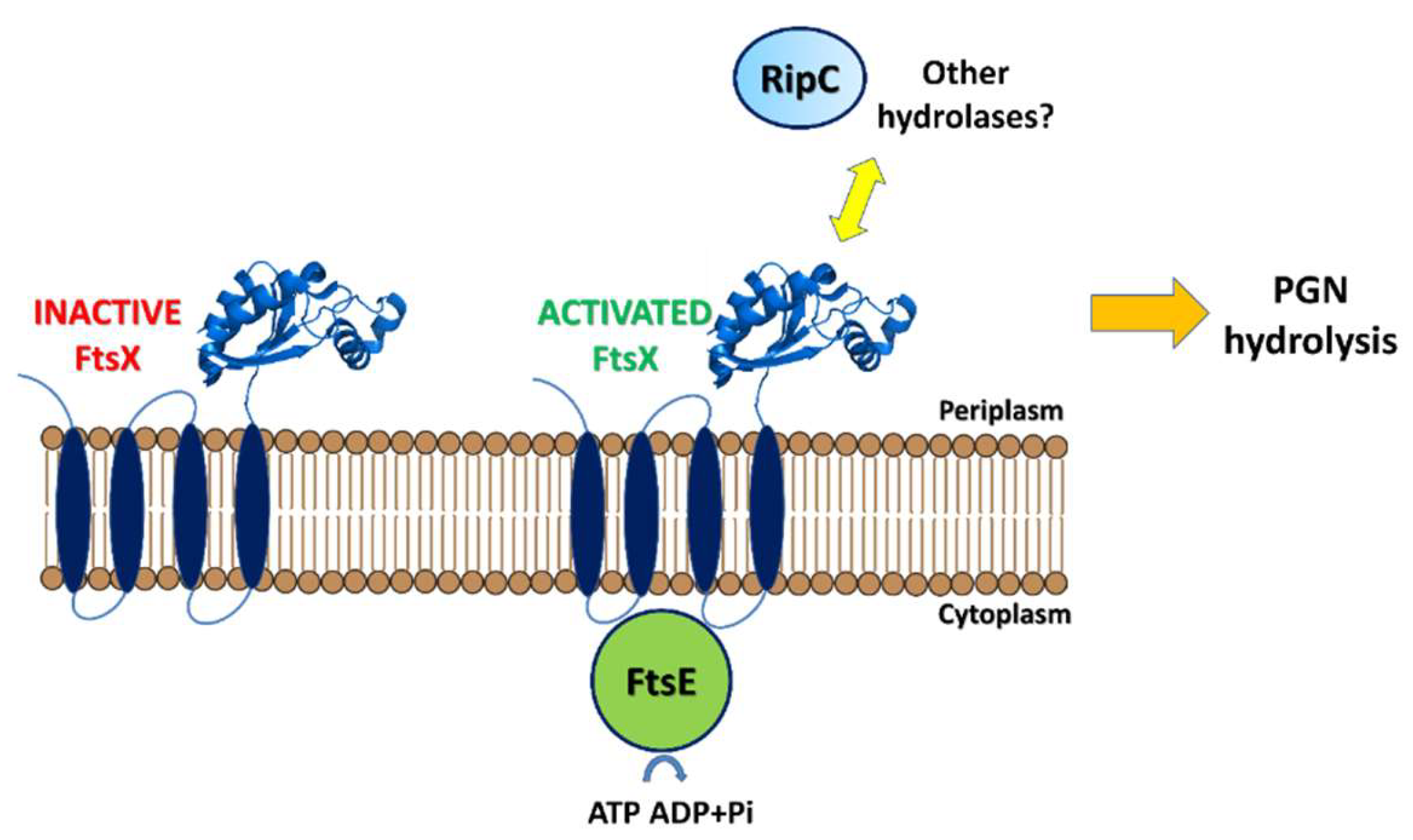 Cells 08 00609 g007 Cells 08 00609 g007