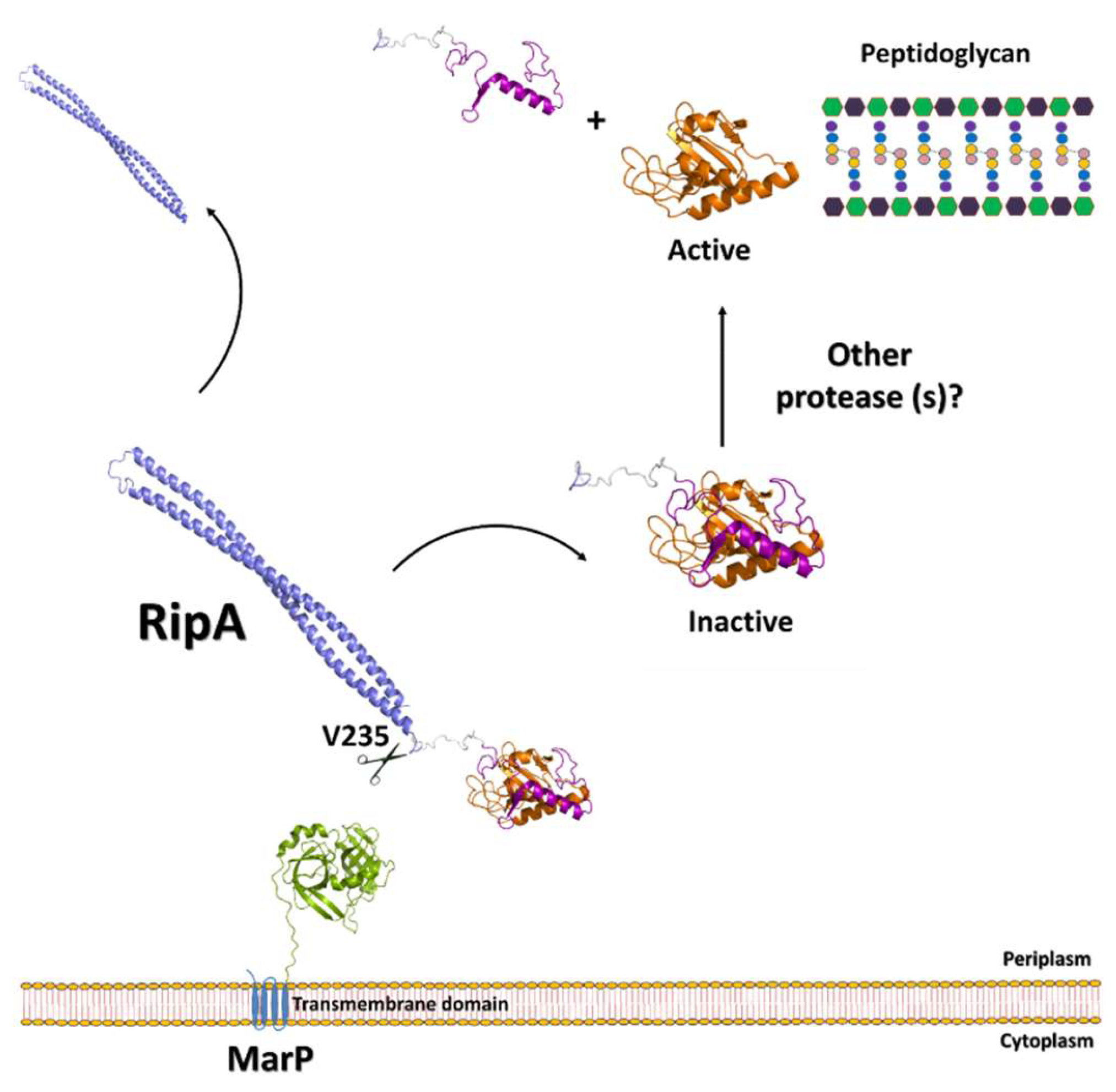 Cells | Free Full-Text | The Cell Wall Hydrolytic NlpC/P60 Endopeptidases in Mycobacterial Cytokinesis: A Structural Perspective Cells | Free Full-Text | The Cell Wall Hydrolytic NlpC/P60 Endopeptidases in Mycobacterial Cytokinesis: A Structural Perspective