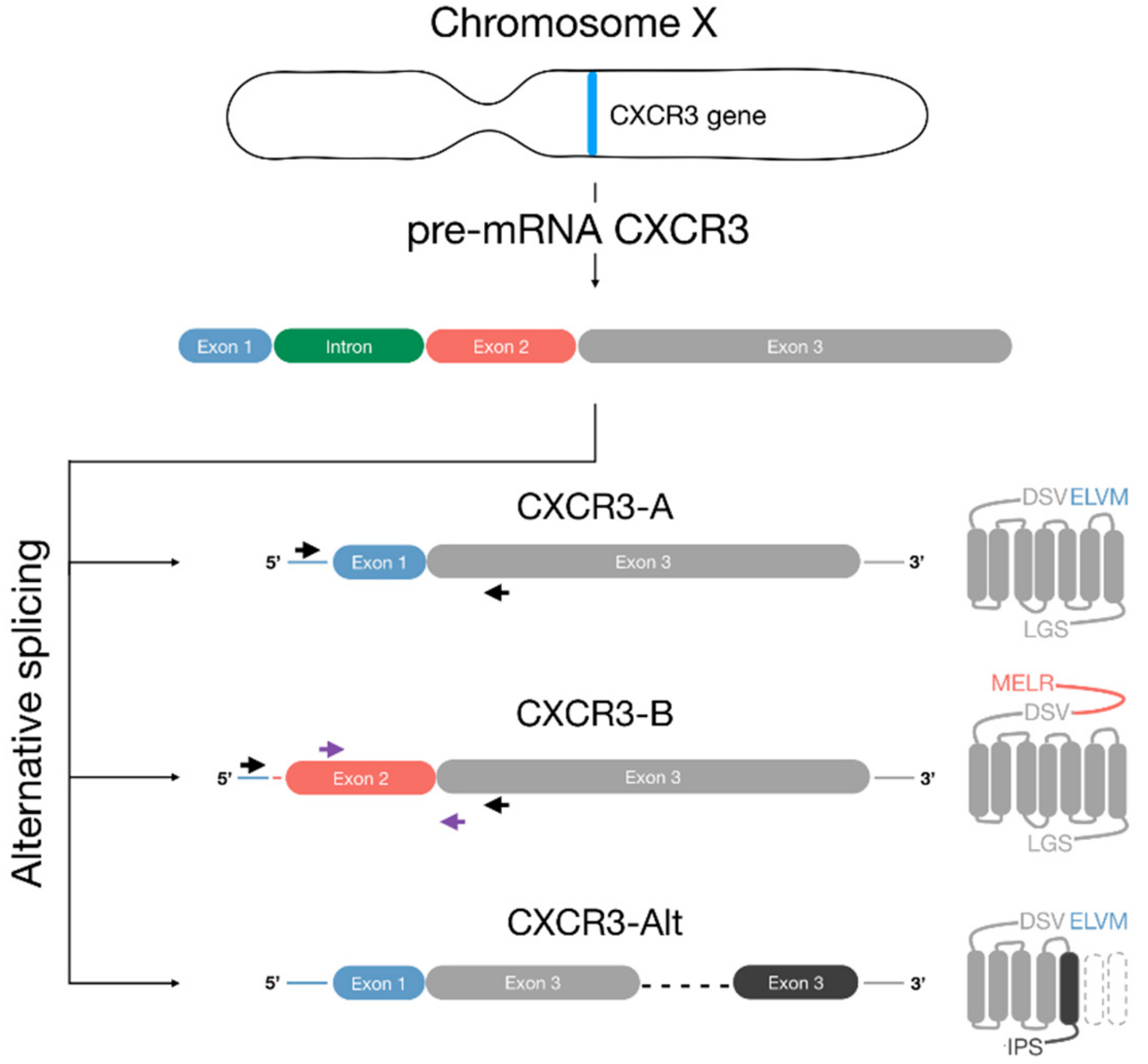 Cells 08 00613 g001 Cells 08 00613 g001