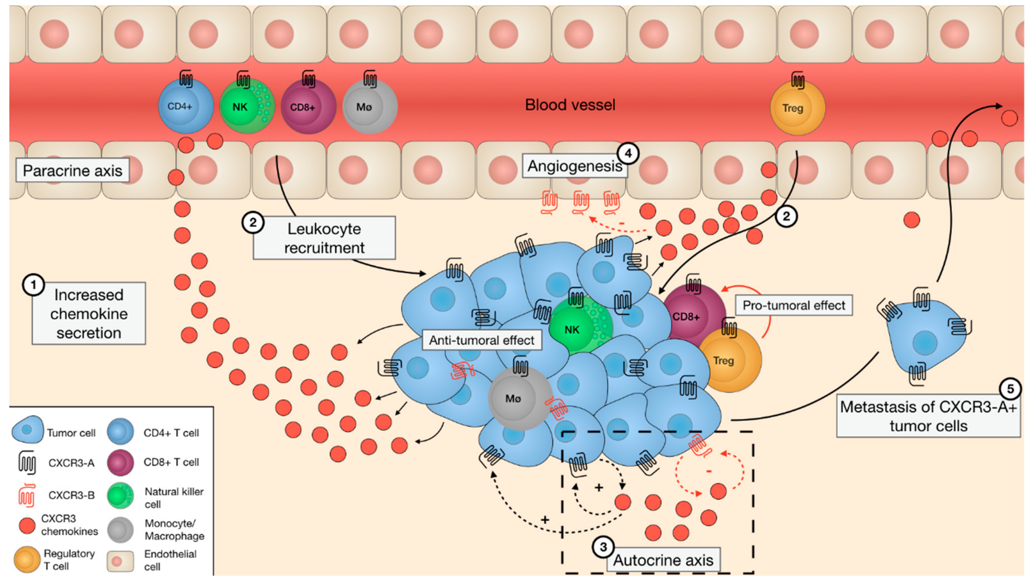 Cells 08 00613 g002 Cells 08 00613 g002