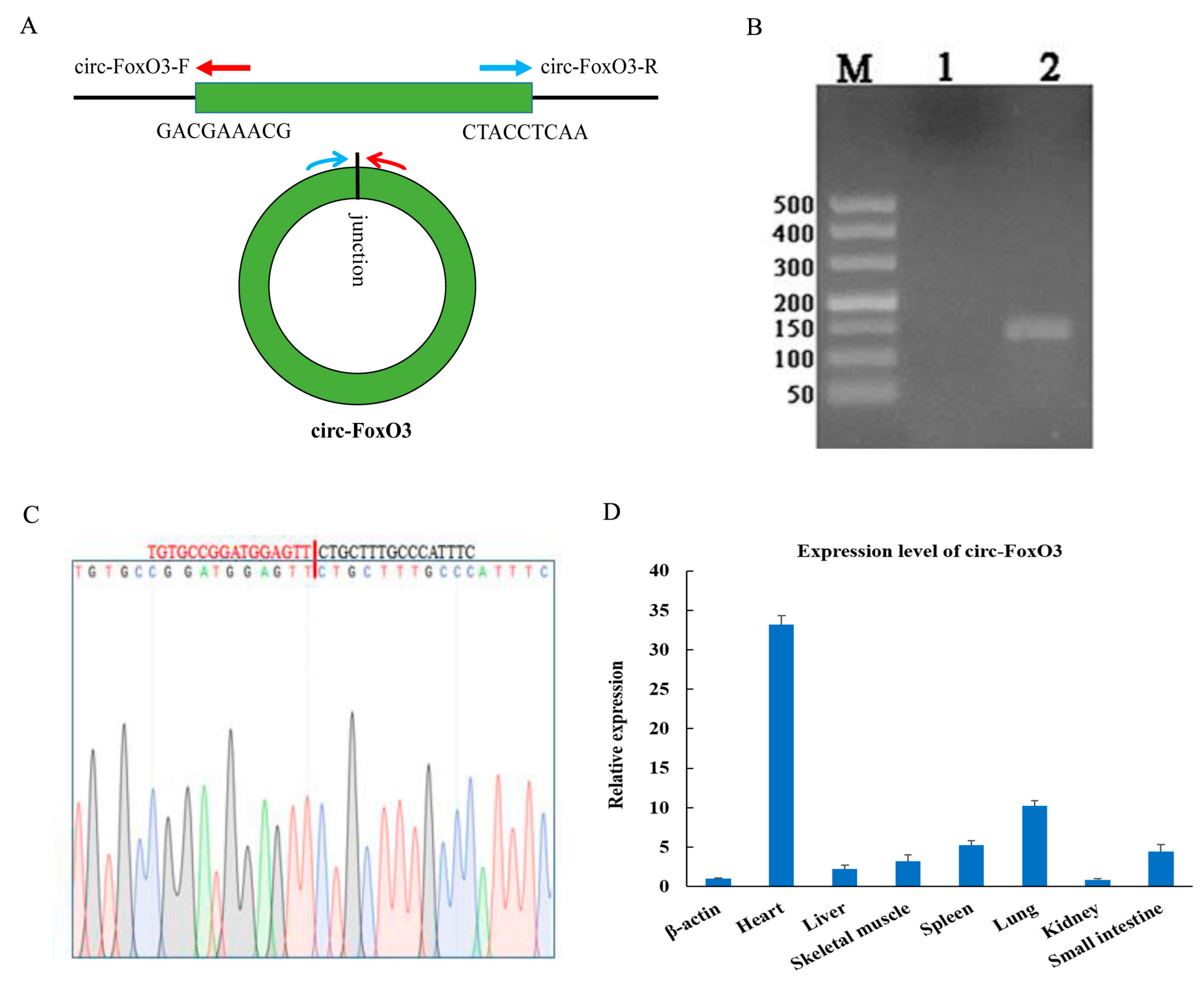 Cells Free Full Text Circular Rna Circ Foxo3 Inhibits Myoblast Cells Differentiation Html