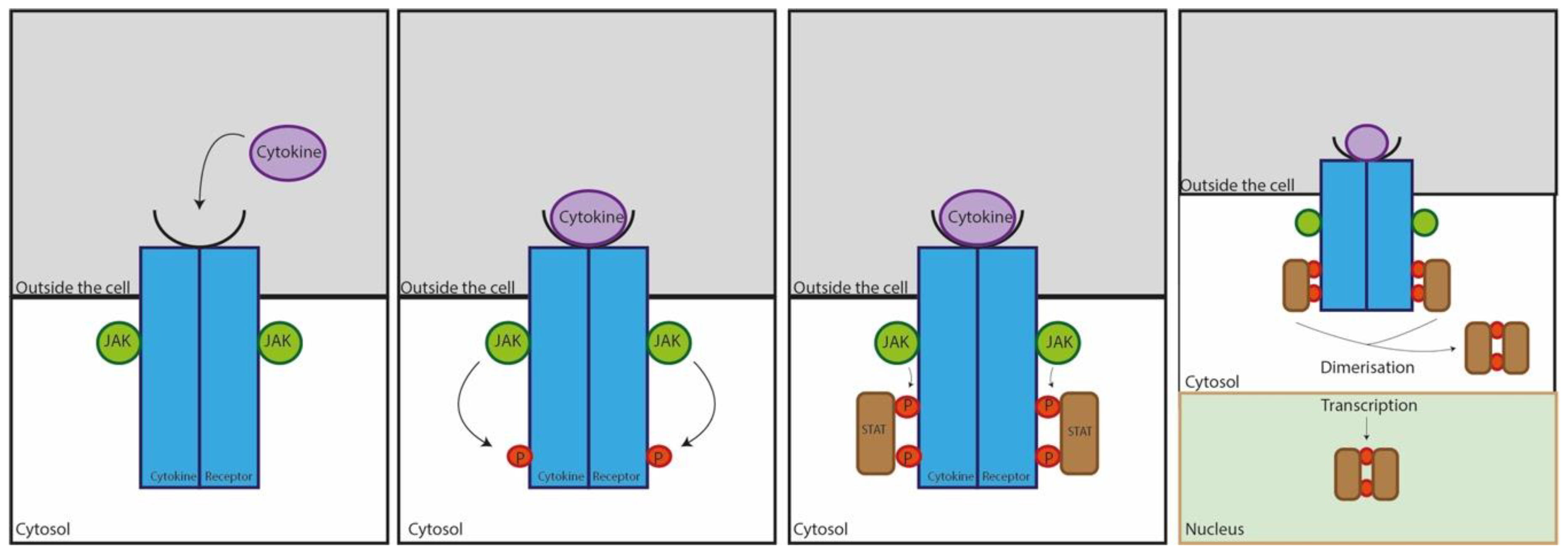 Cells 08 00620 g001 Cells 08 00620 g001