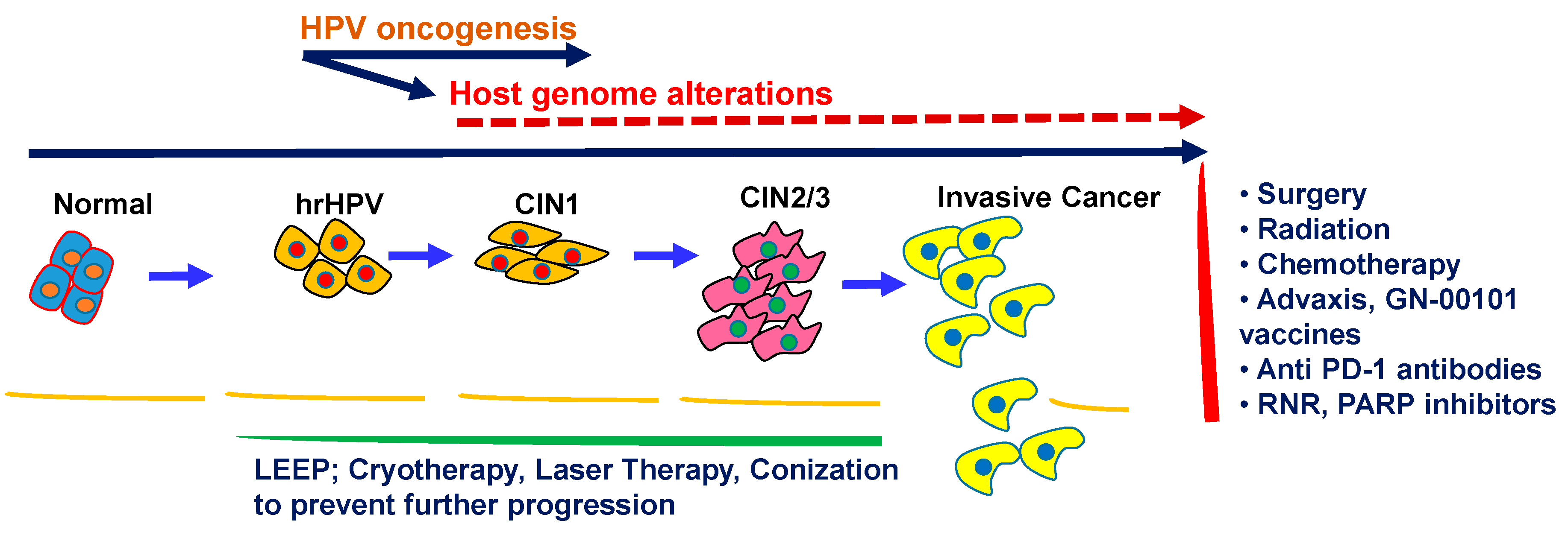 Is hpv cancer cells