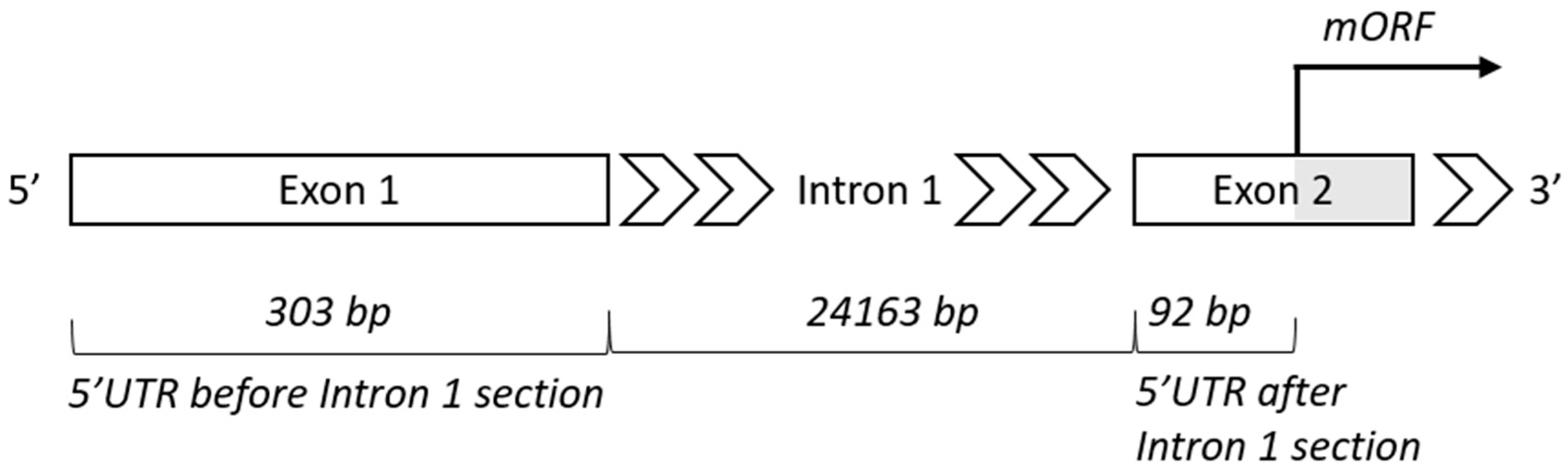 Cells 08 00623 g003 Cells 08 00623 g003