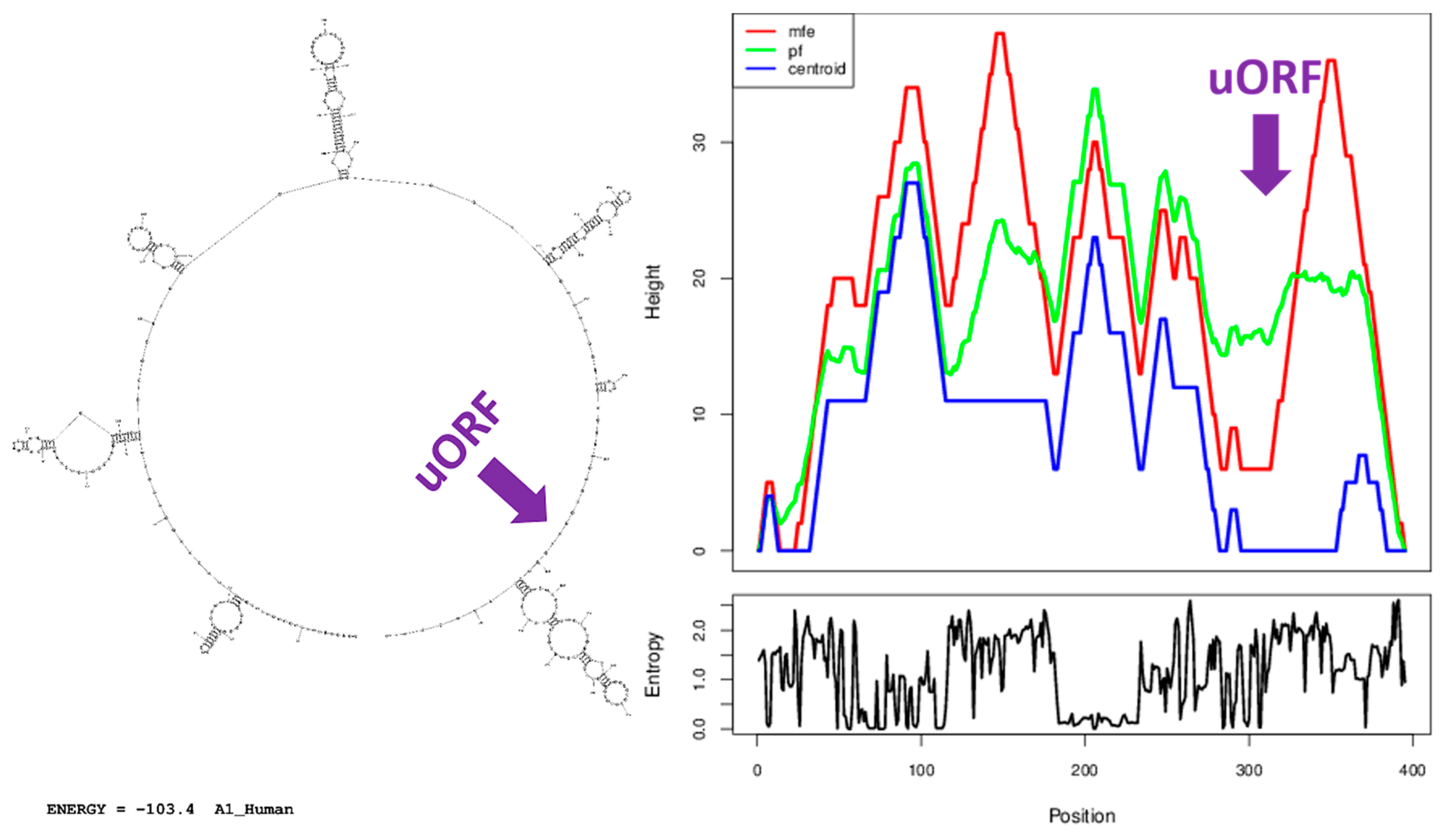 Cells 08 00623 g007 Cells 08 00623 g007
