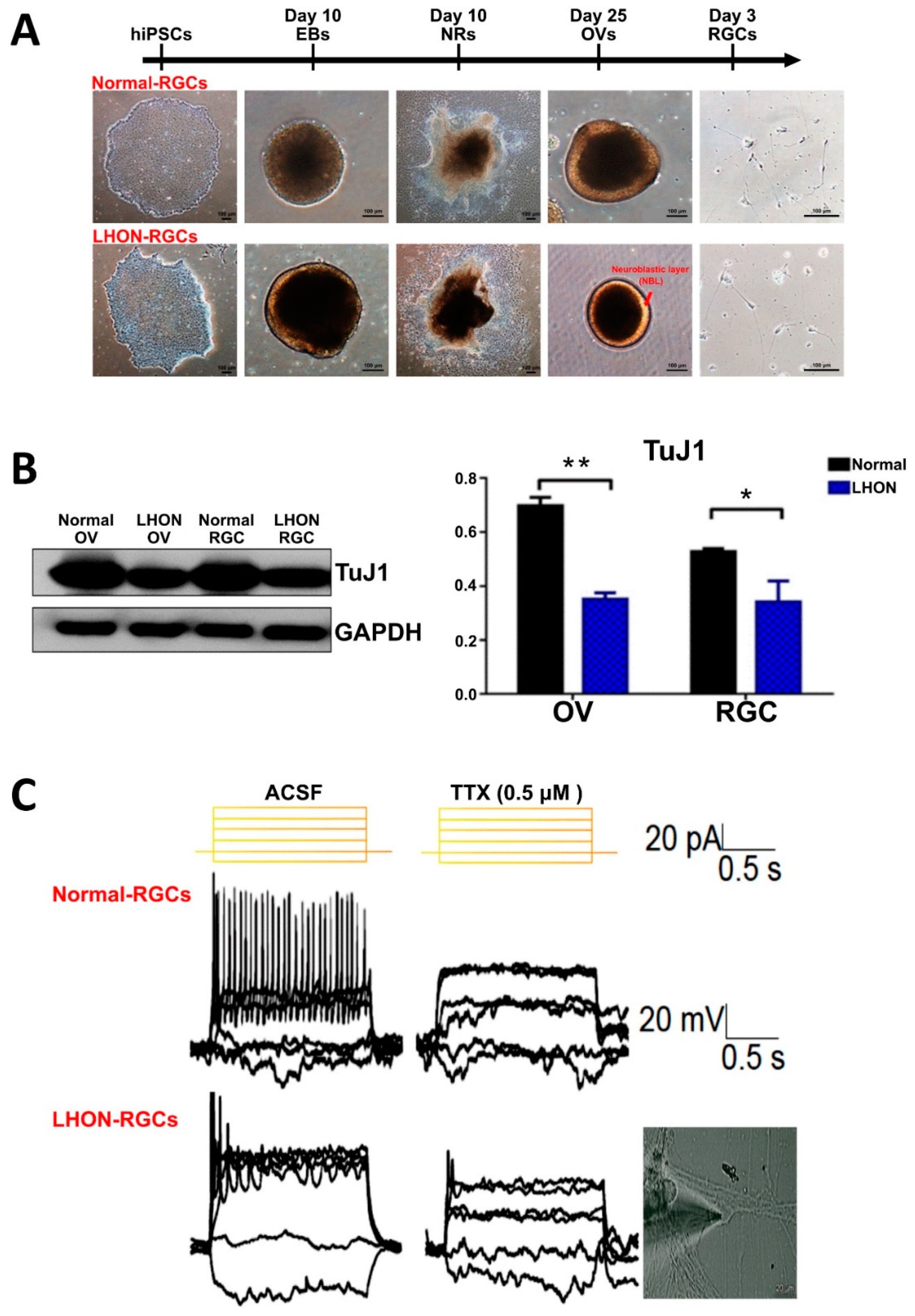 Cells 08 00625 g003 Cells 08 00625 g003