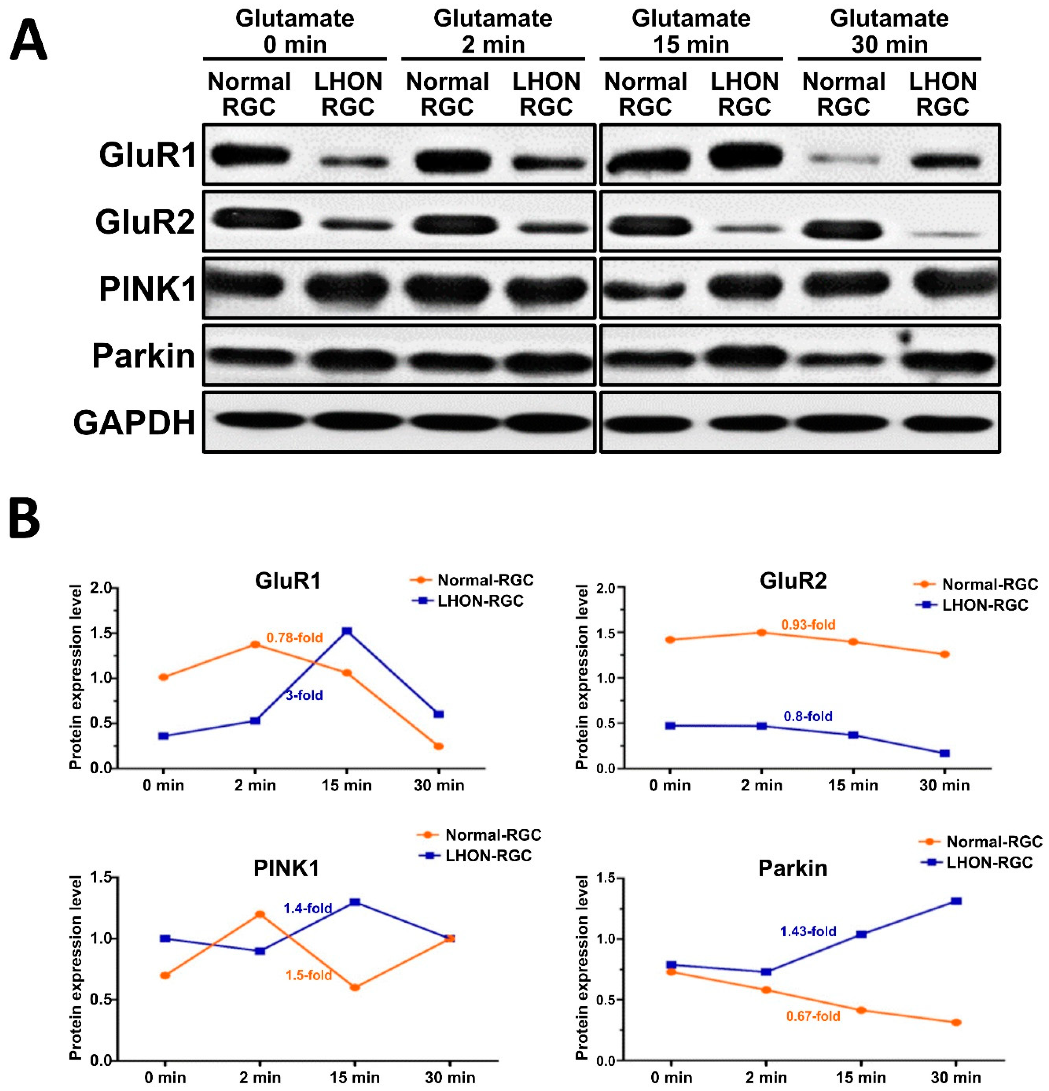 Cells 08 00625 g006 Cells 08 00625 g006