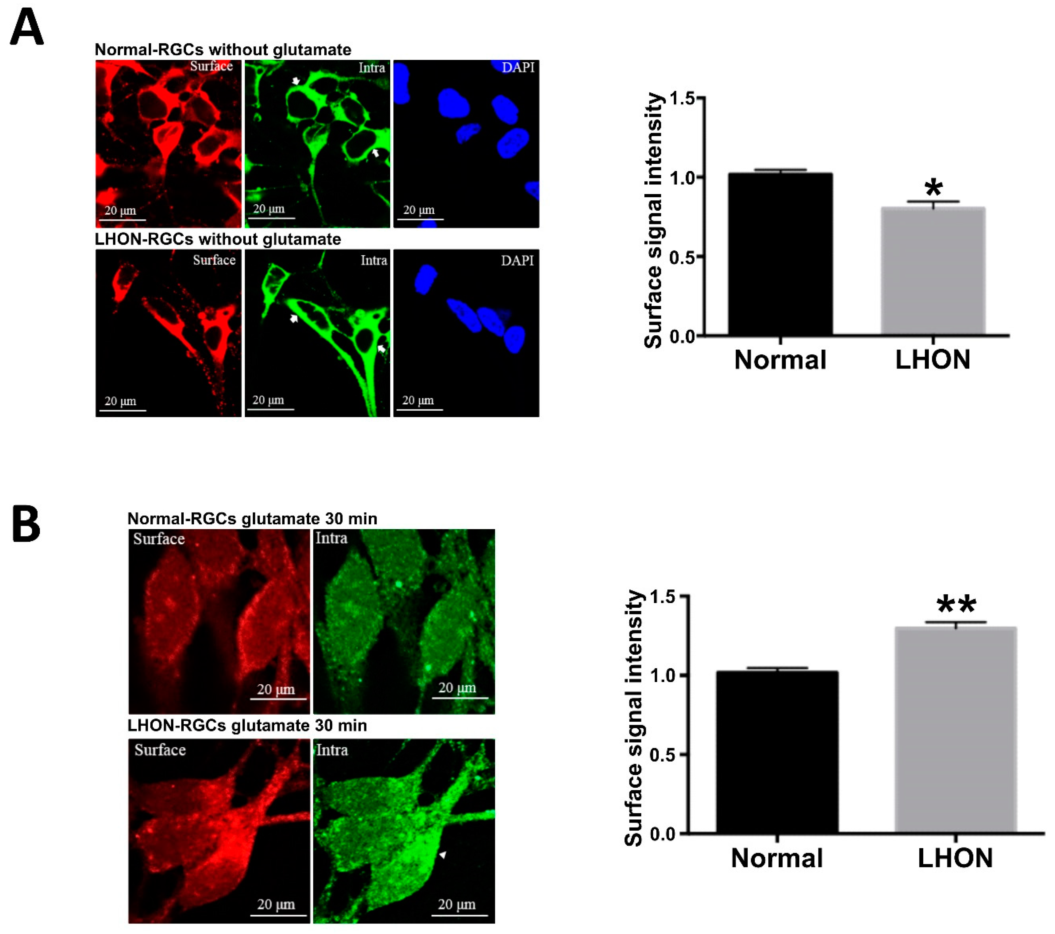 Cells 08 00625 g007 Cells 08 00625 g007