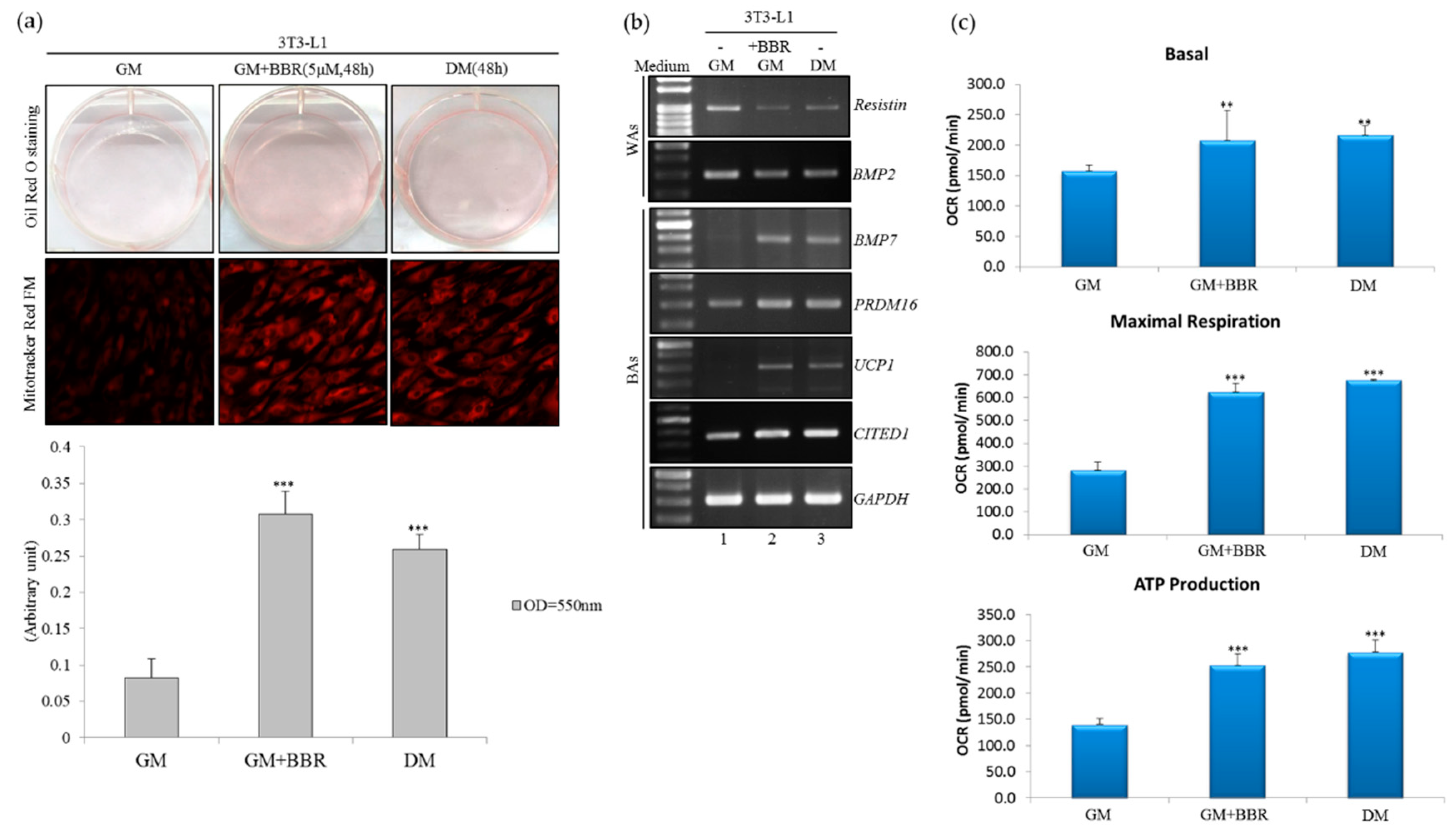 Cells 08 00632 g001 Cells 08 00632 g001