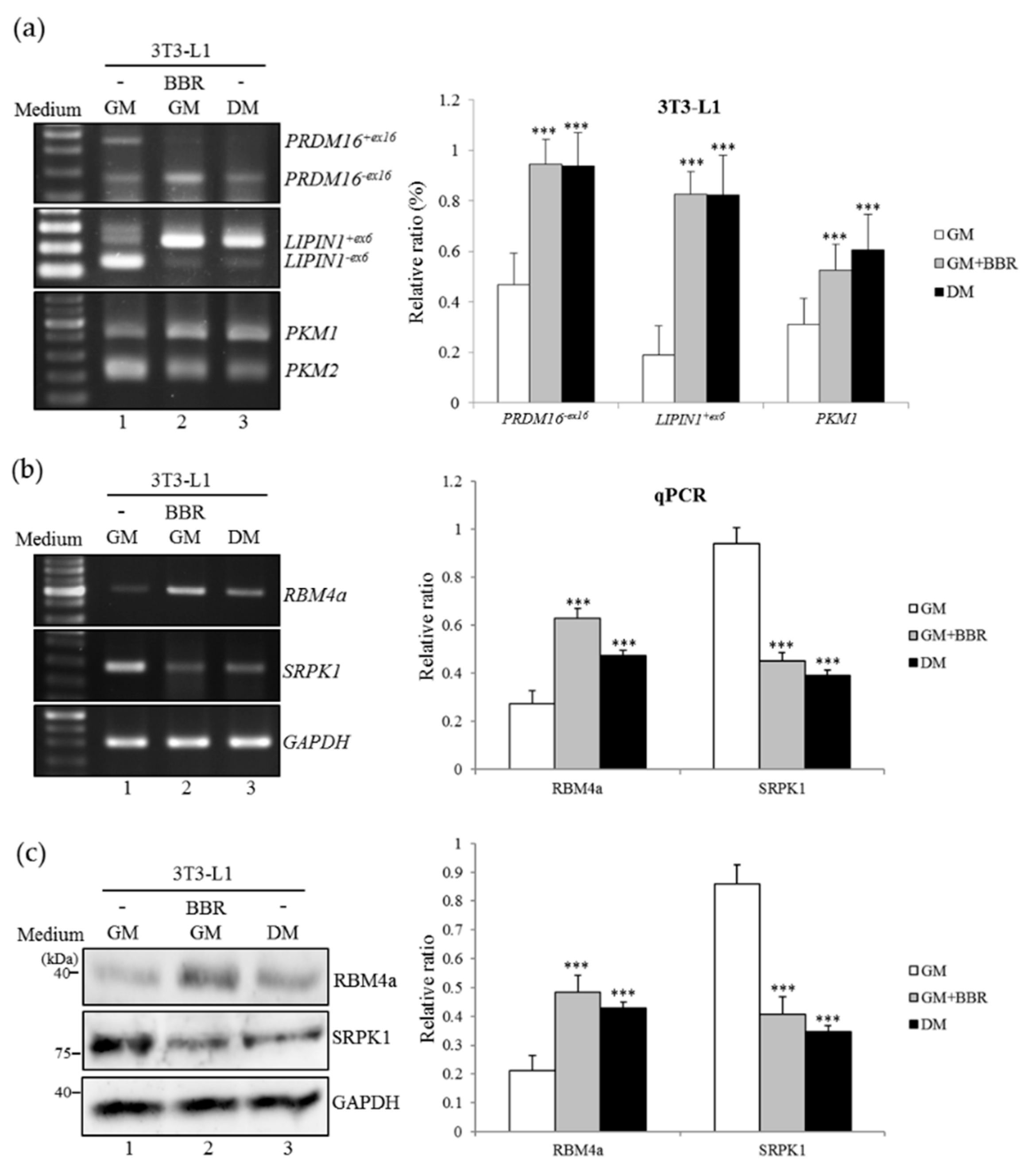 Cells 08 00632 g002 Cells 08 00632 g002
