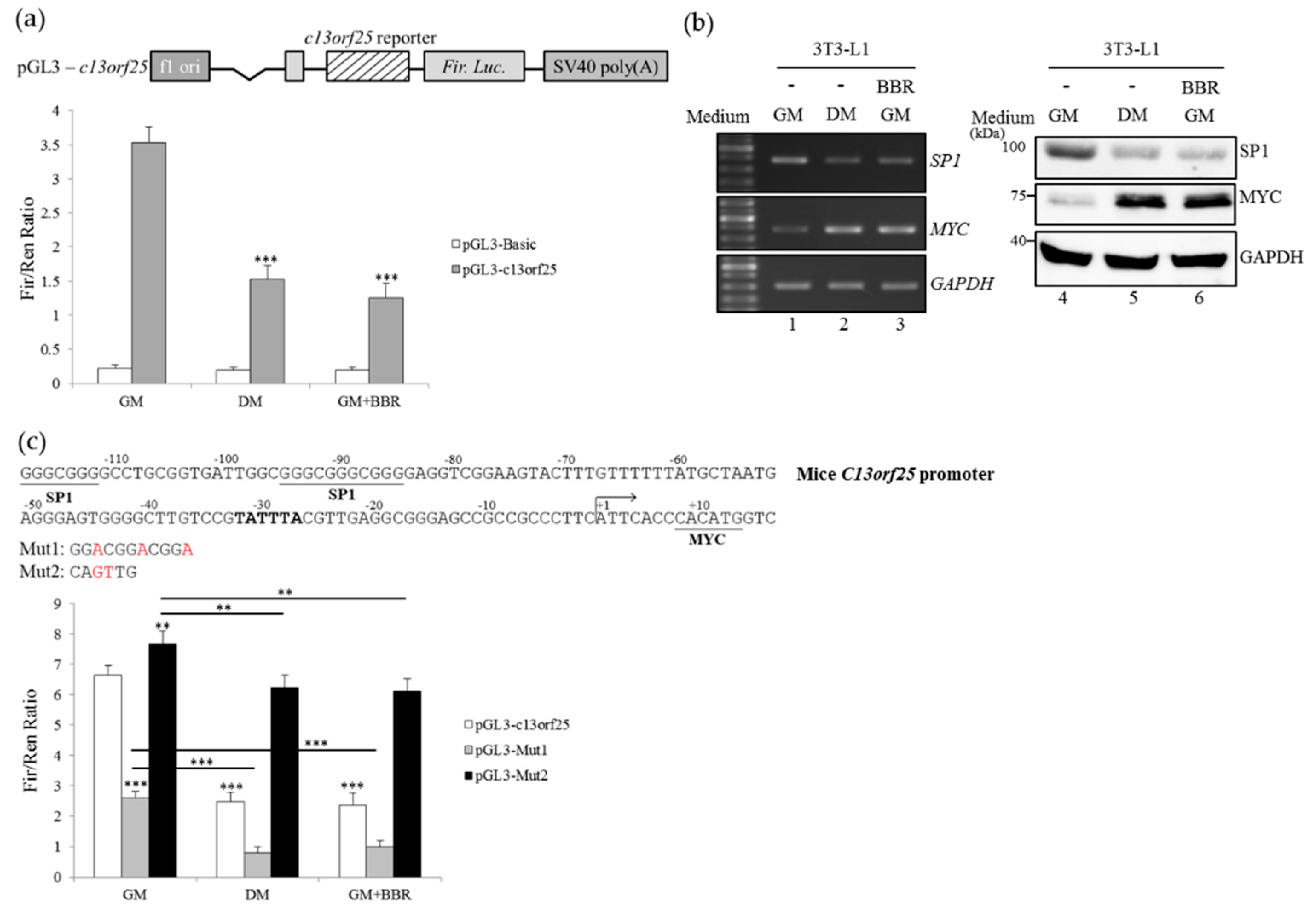 Cells 08 00632 g004 Cells 08 00632 g004