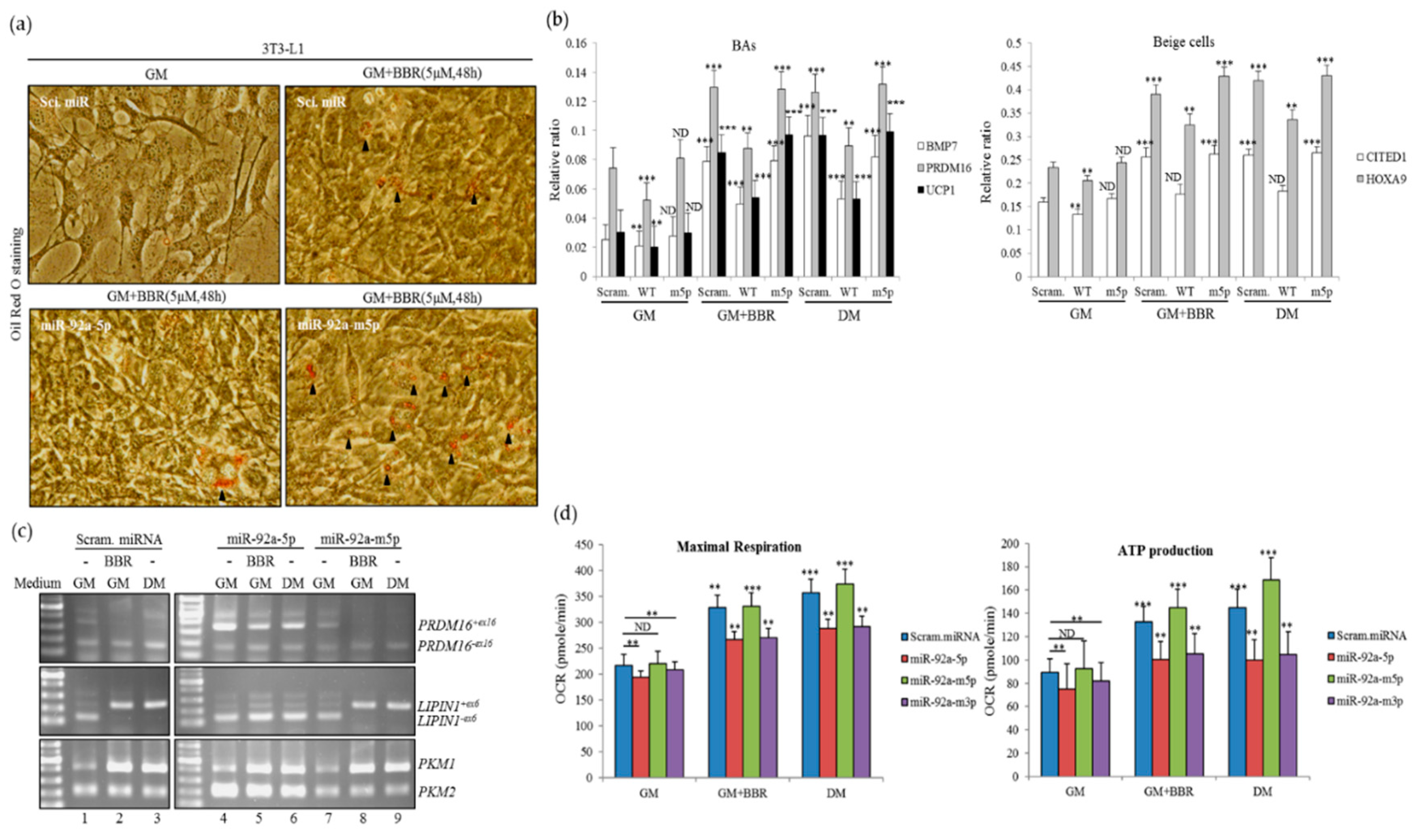 Cells 08 00632 g006 Cells 08 00632 g006