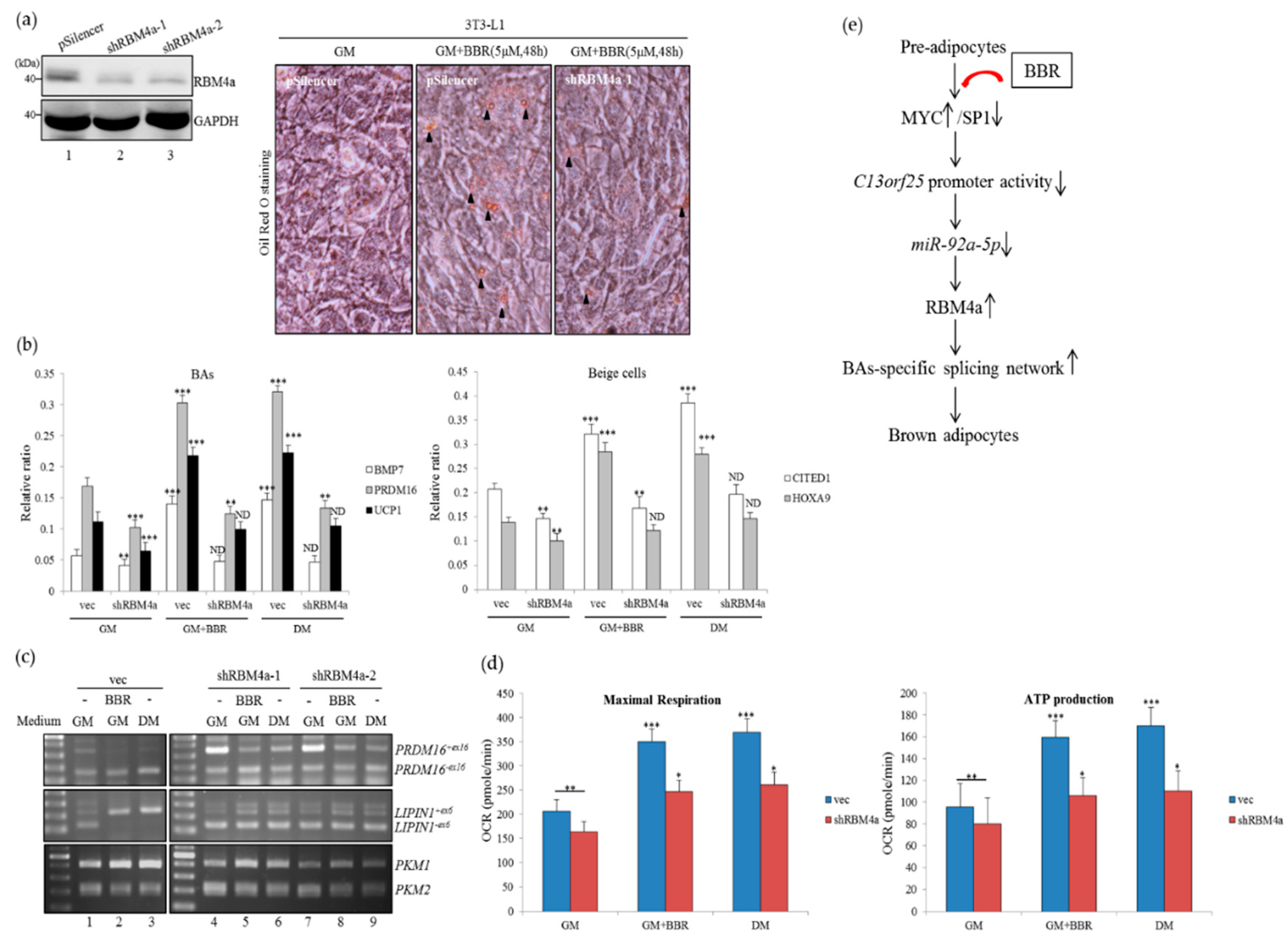 Cells 08 00632 g007 Cells 08 00632 g007
