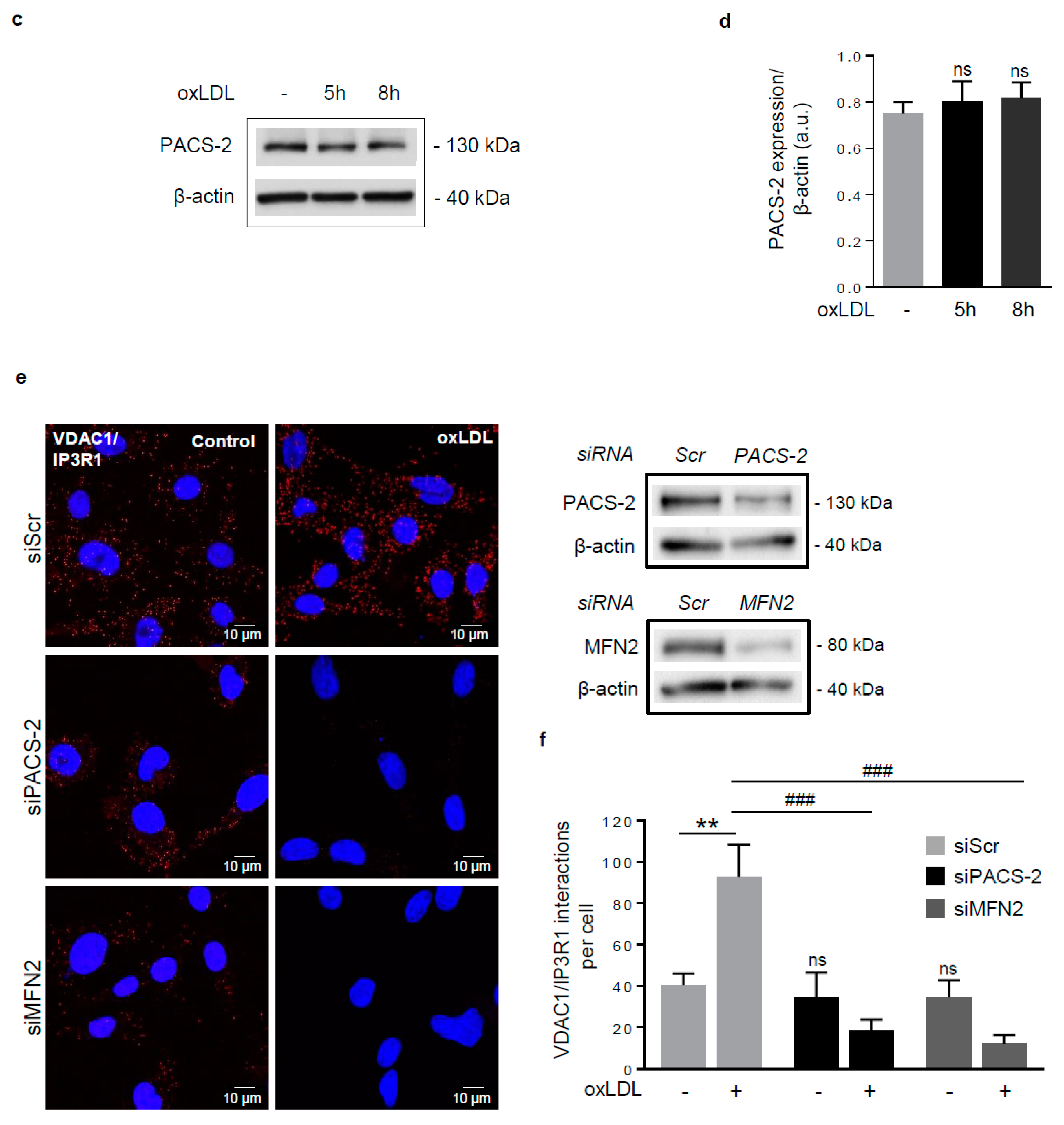 Cells 08 00638 g002b