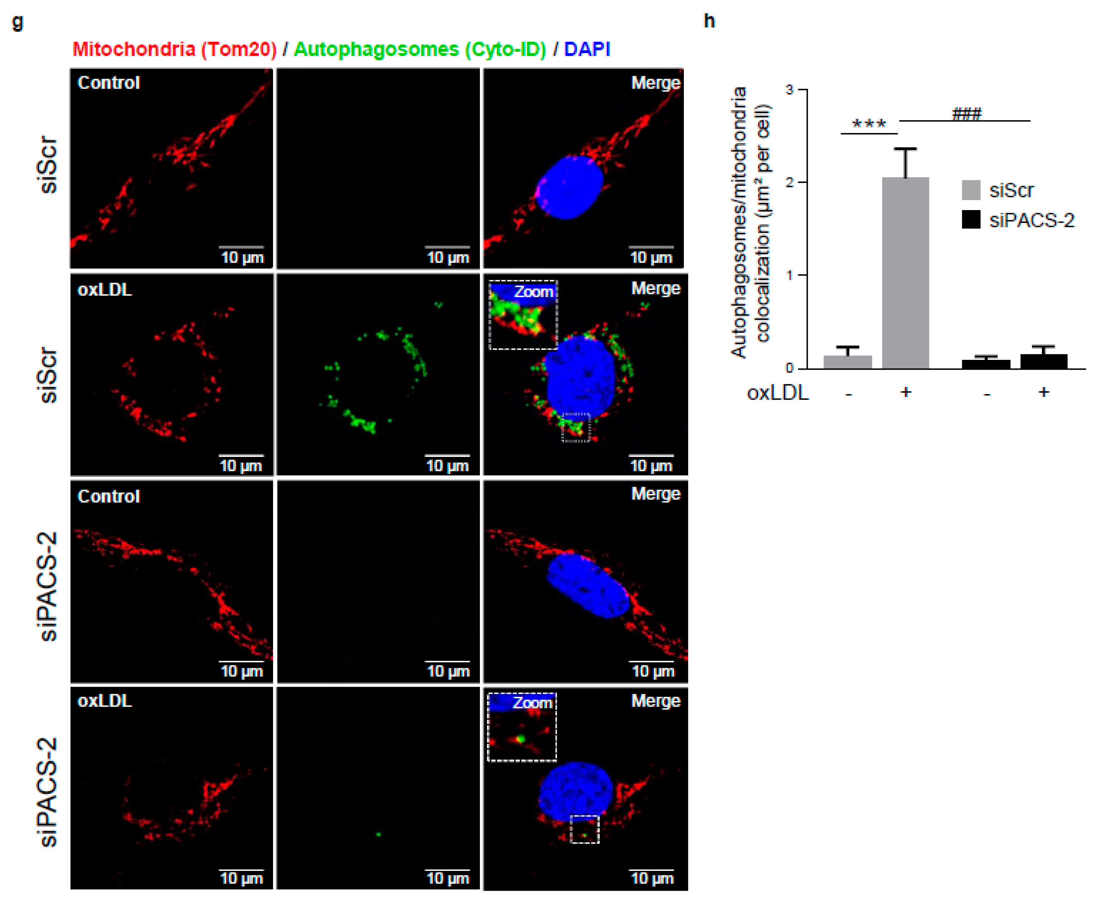 Cells 08 00638 g005c