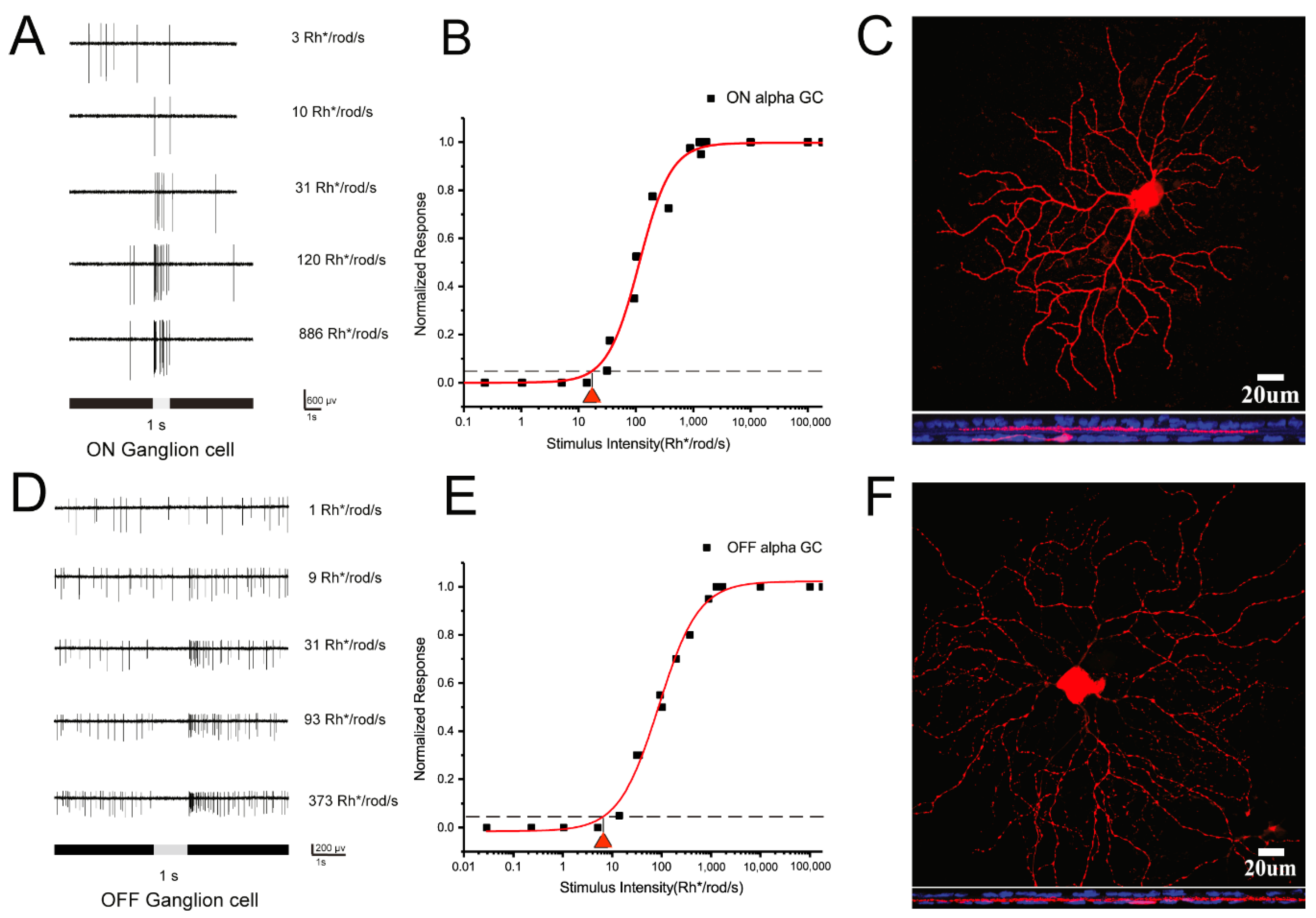 Cells 08 00640 g001