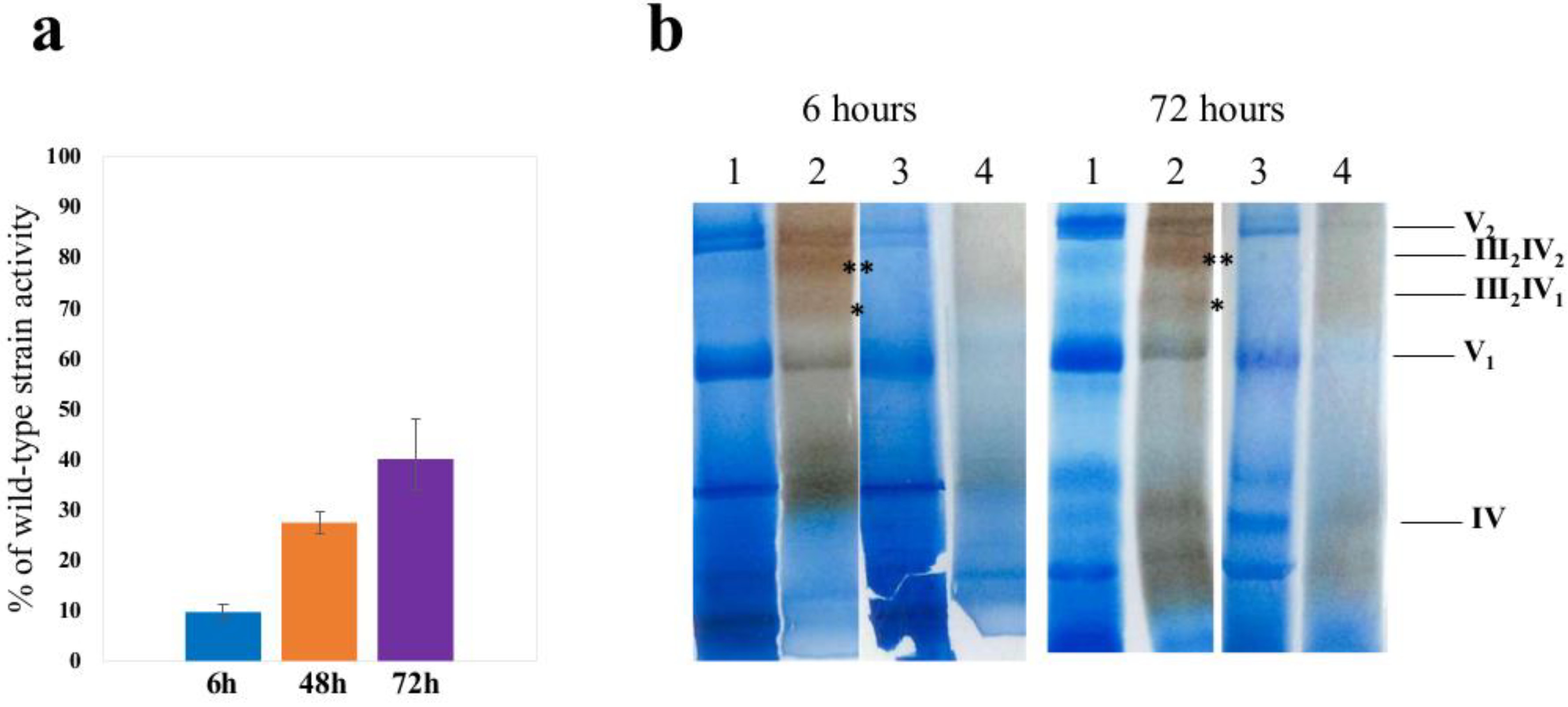 Cells 08 00645 g001 Cells 08 00645 g001