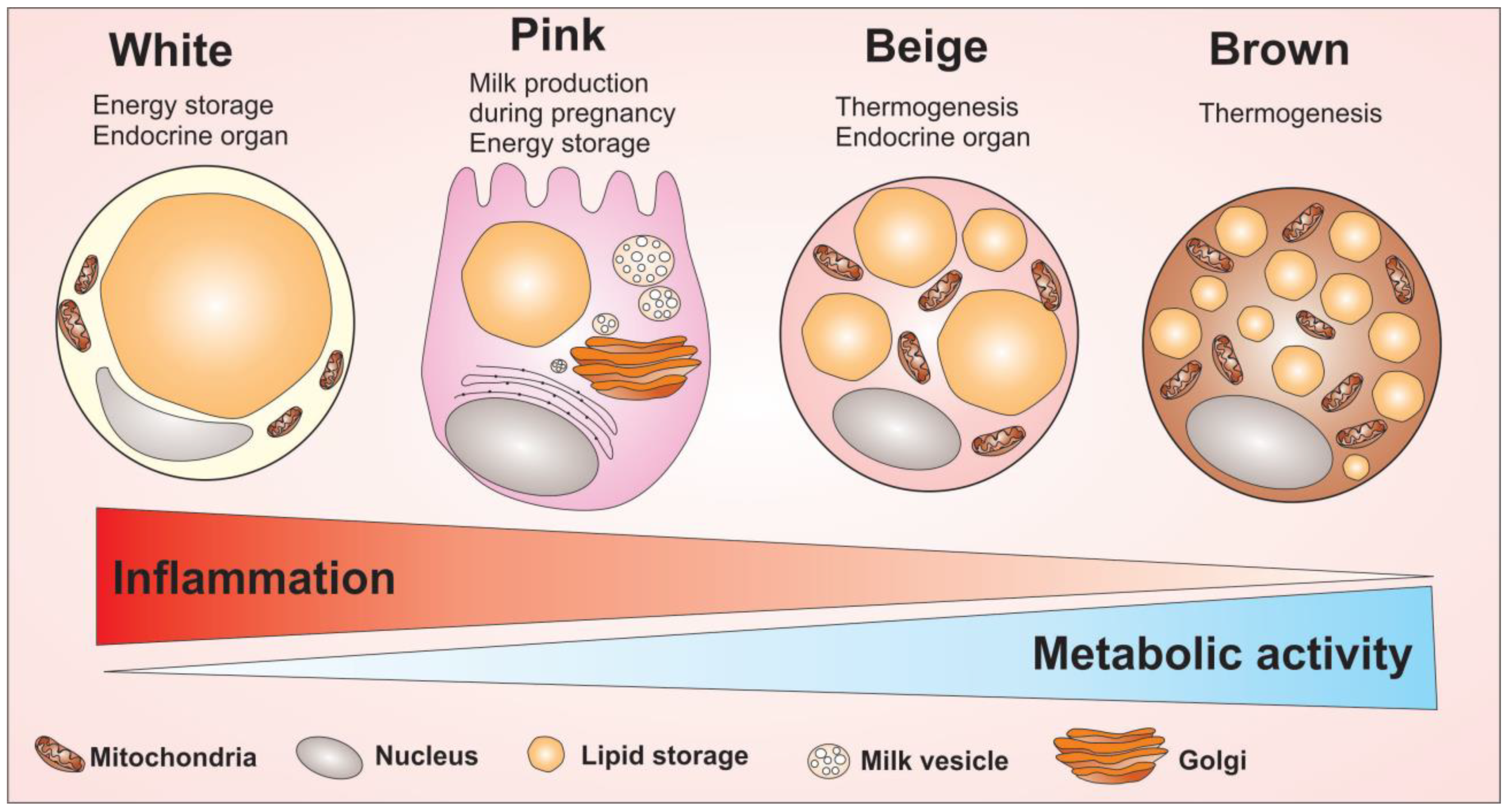 The Impact of the Adipose Organ Plasticity on ... Biology Diagrams