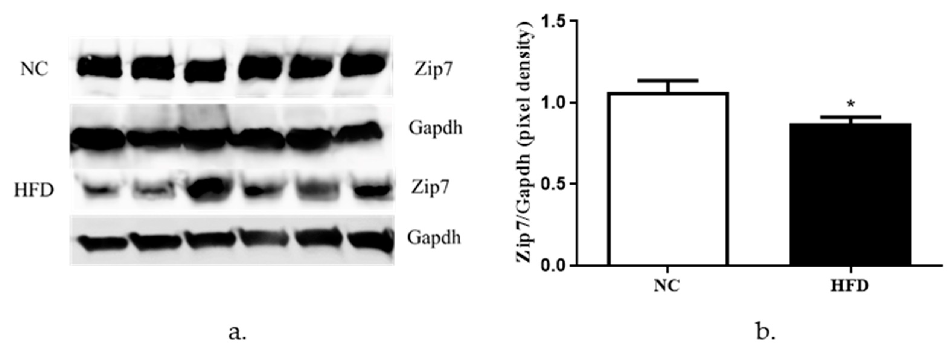 Cells 08 00663 g007 Cells 08 00663 g007