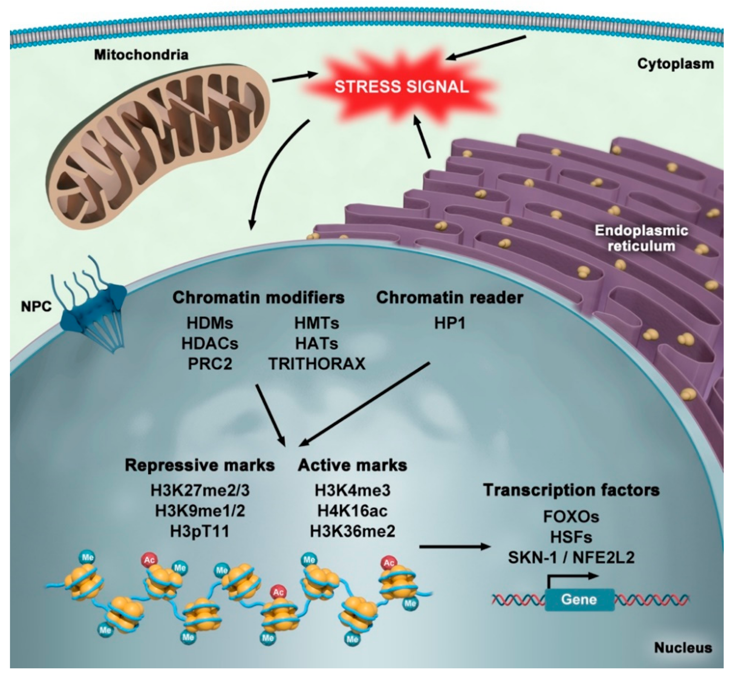Nuclear Organization in Stress and Aging Biology Diagrams